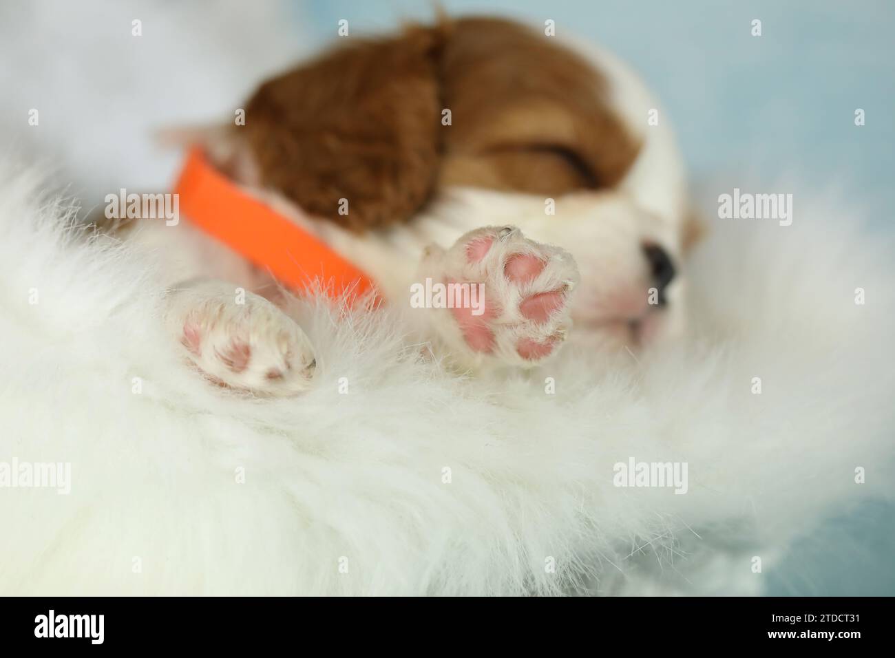 Niedlicher schlafender Kavalier King Charles Spaniel Welpe auf weißem Hintergrund Stockfoto