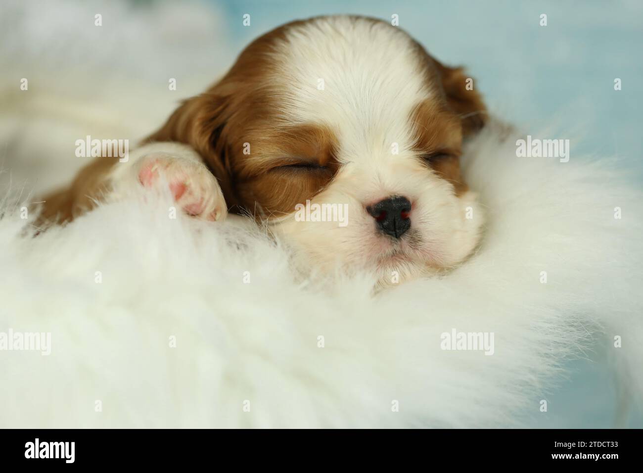 Niedlicher schlafender Kavalier King Charles Spaniel Welpe auf weißem Hintergrund Stockfoto