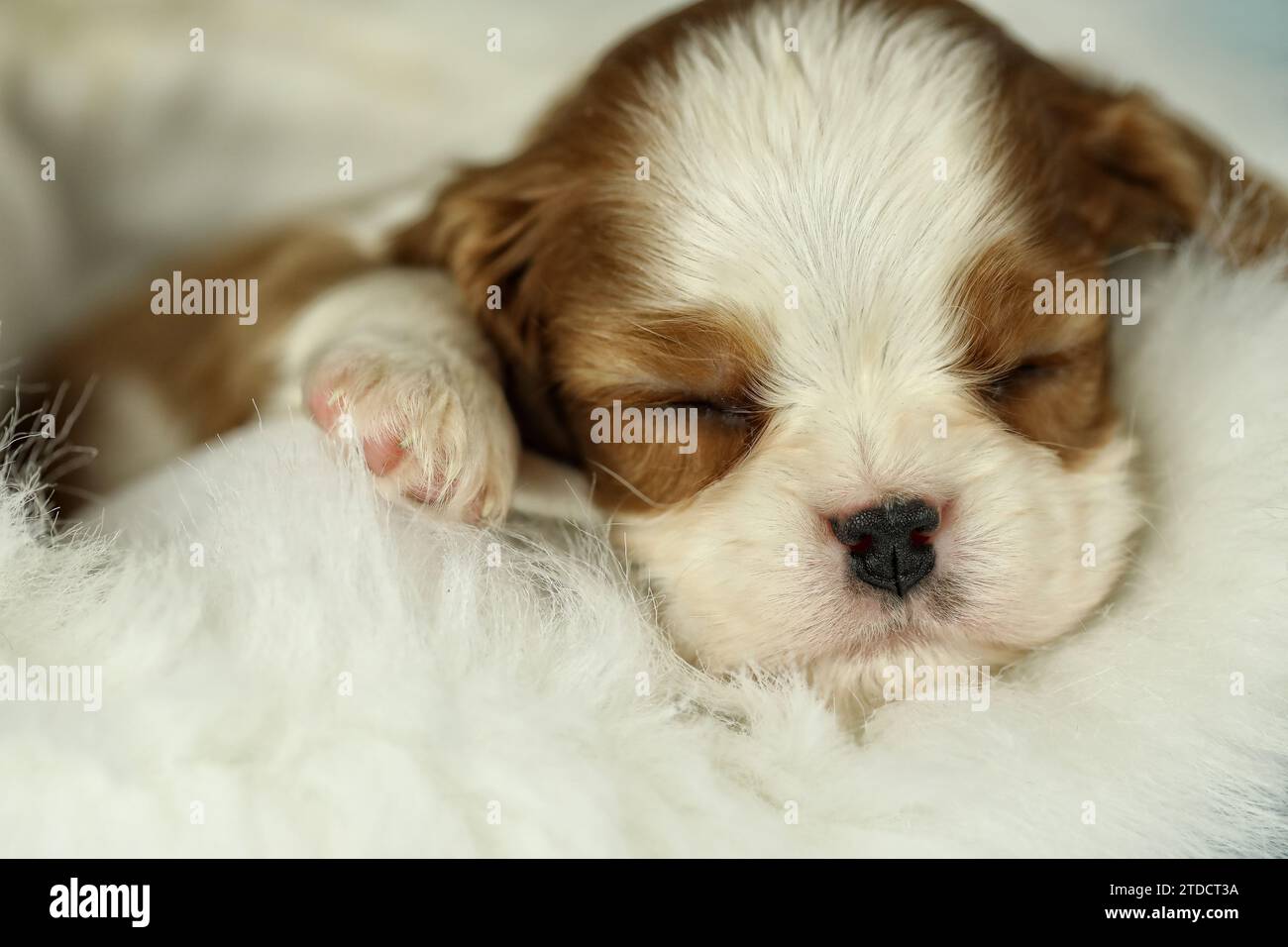 Niedlicher schlafender Kavalier King Charles Spaniel Welpe auf weißem Hintergrund Stockfoto
