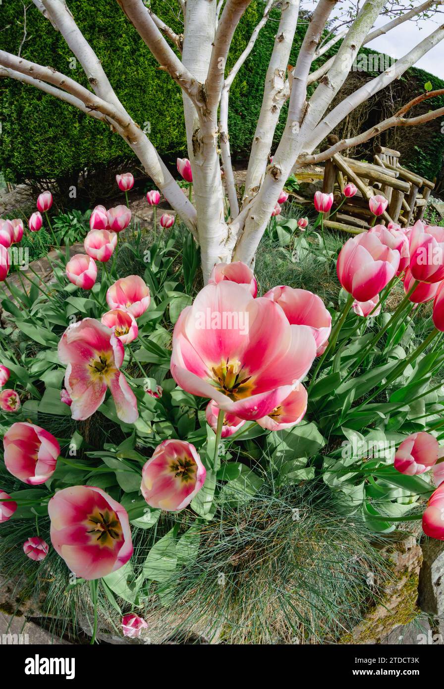 Weitwinkelansicht mit rosafarbenem Tulpenrand Stockfoto