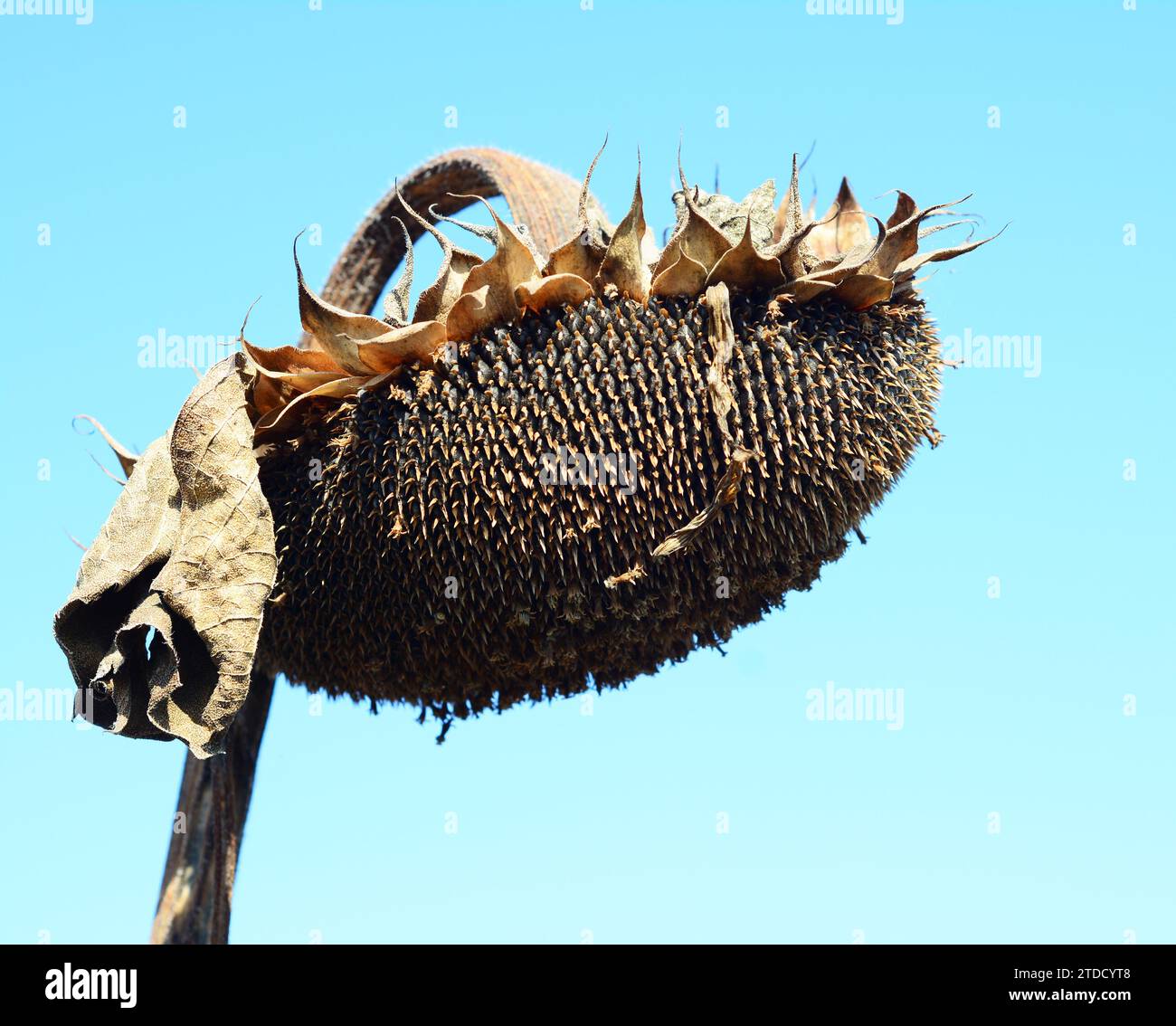 Trockener Sonnenblumenkopf gegen blauen Himmel. Stockfoto