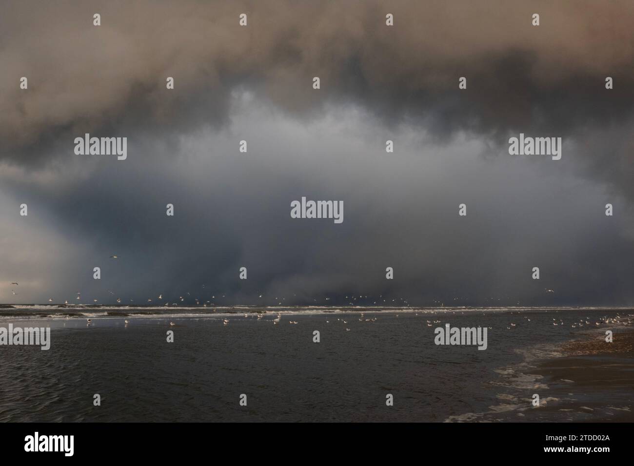 Möwen am und in der Nähe des Strandes im Hintergrund eine gigantische Wolke, aus der es regnet Stockfoto