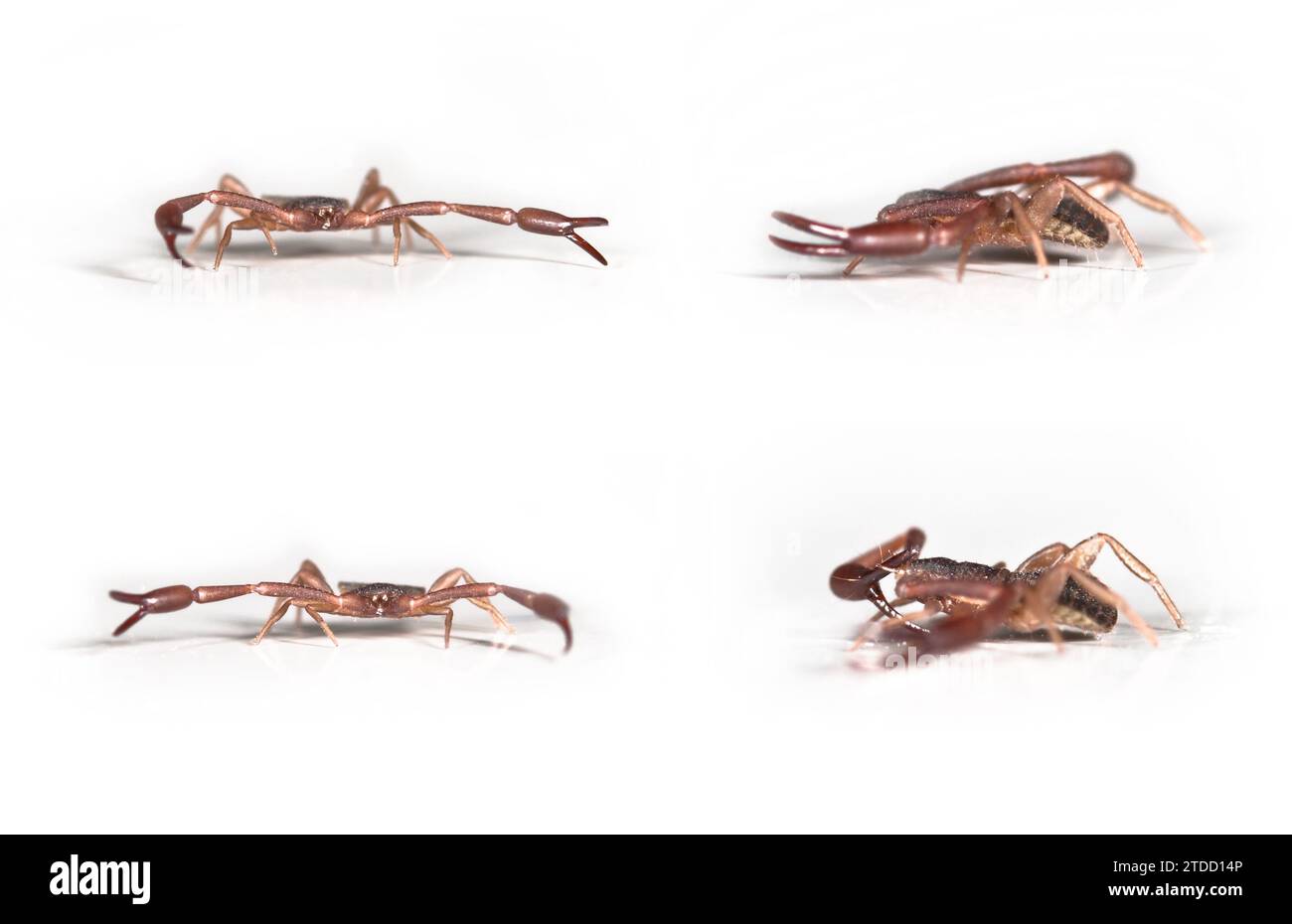 Pseudoscorpion, Chelifer cancroides in verschiedenen Positionen. Größe 3,5 mm Stockfoto