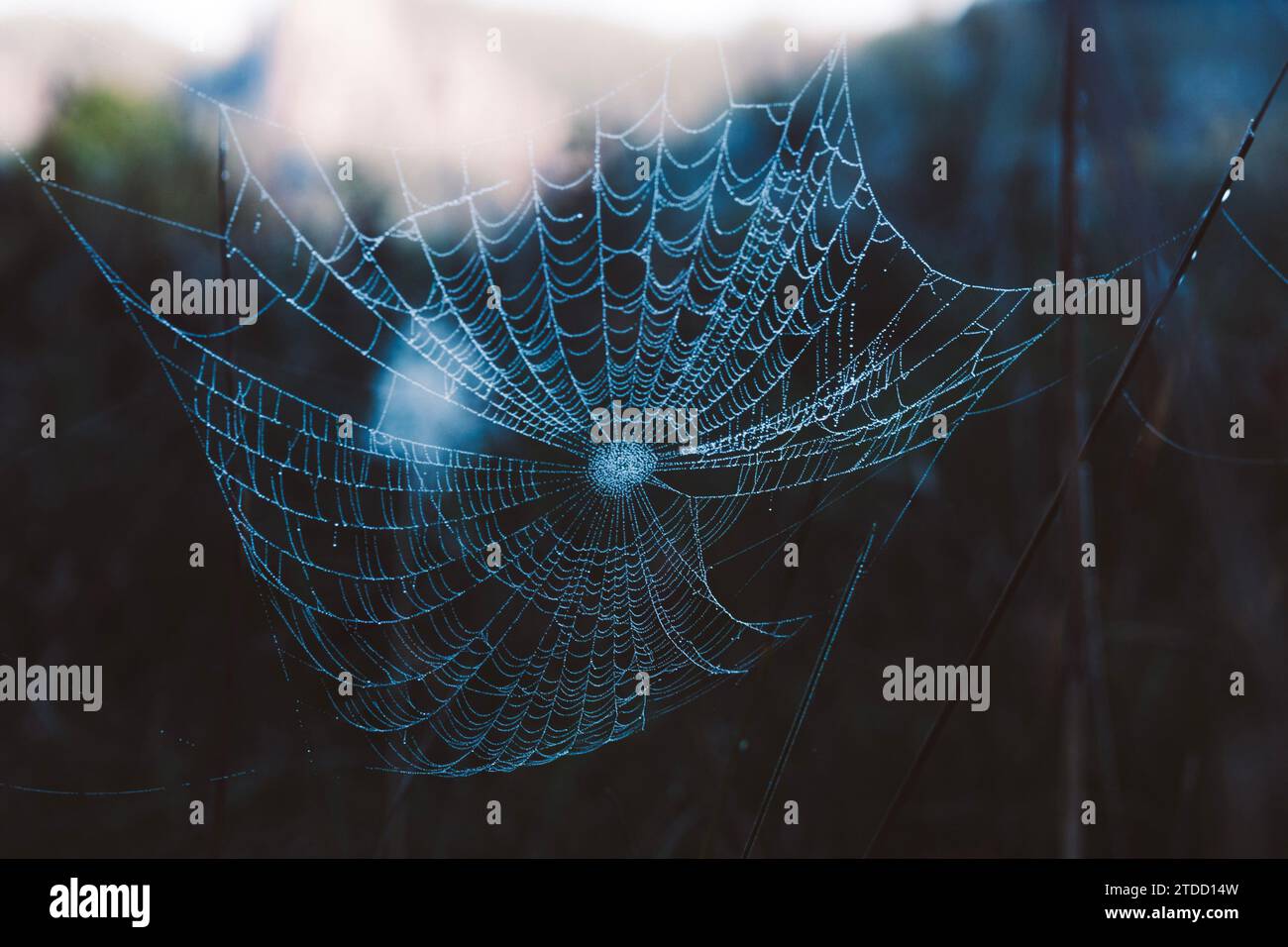 Spinnennetz mit Regentropfen Stockfoto