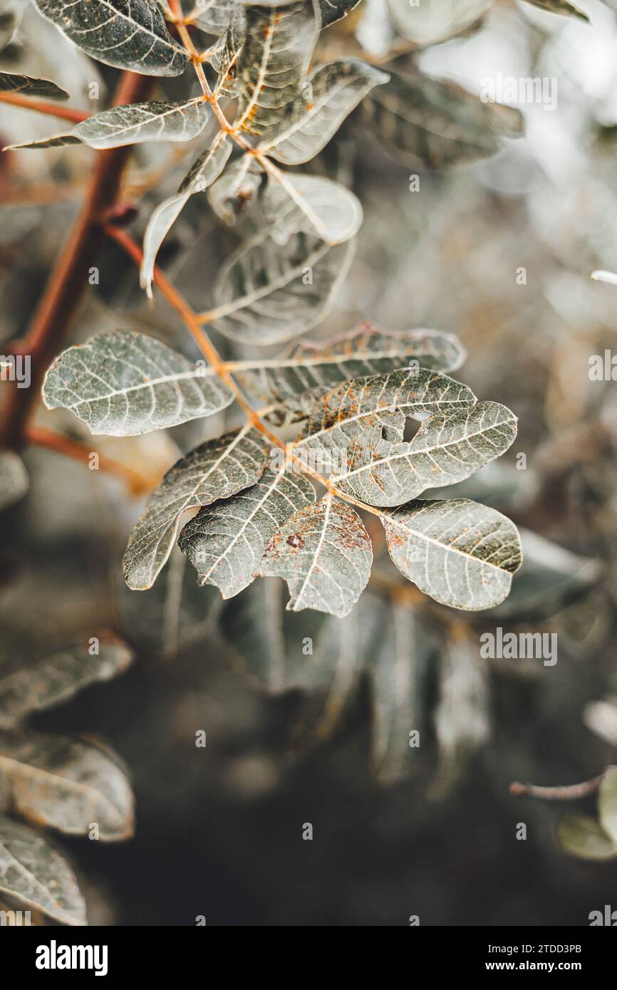 Nahaufnahme Pflanze Blume Flora verlässt die Natur Stockfoto