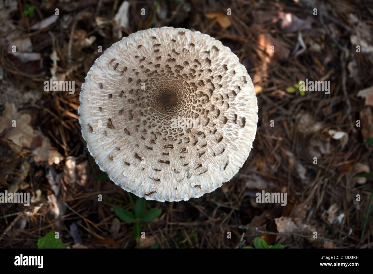 Kreisförmige oder runde Kappe von Parasol Pilhroom, Macrolepiota procera, früher Agricus procerus, wächst auf dem Waldboden Stockfoto