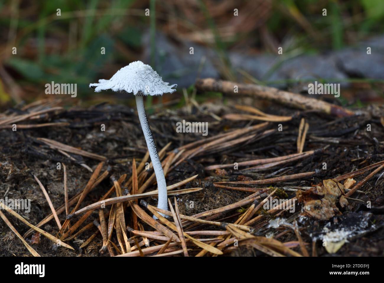 Coprinopsis nivea oder Snowy Inkcap Pilz wächst auf Old Cow Dung, bestreut mit Kiefernnadeln Stockfoto
