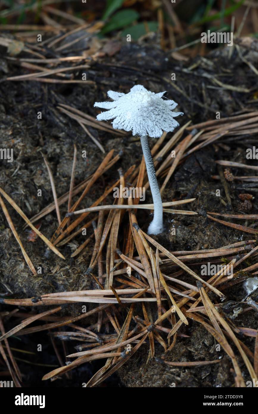 Coprinopsis nivea oder Snowy Inkcap Pilz wächst auf Old Cow Dung, bestreut mit Kiefernnadeln Stockfoto