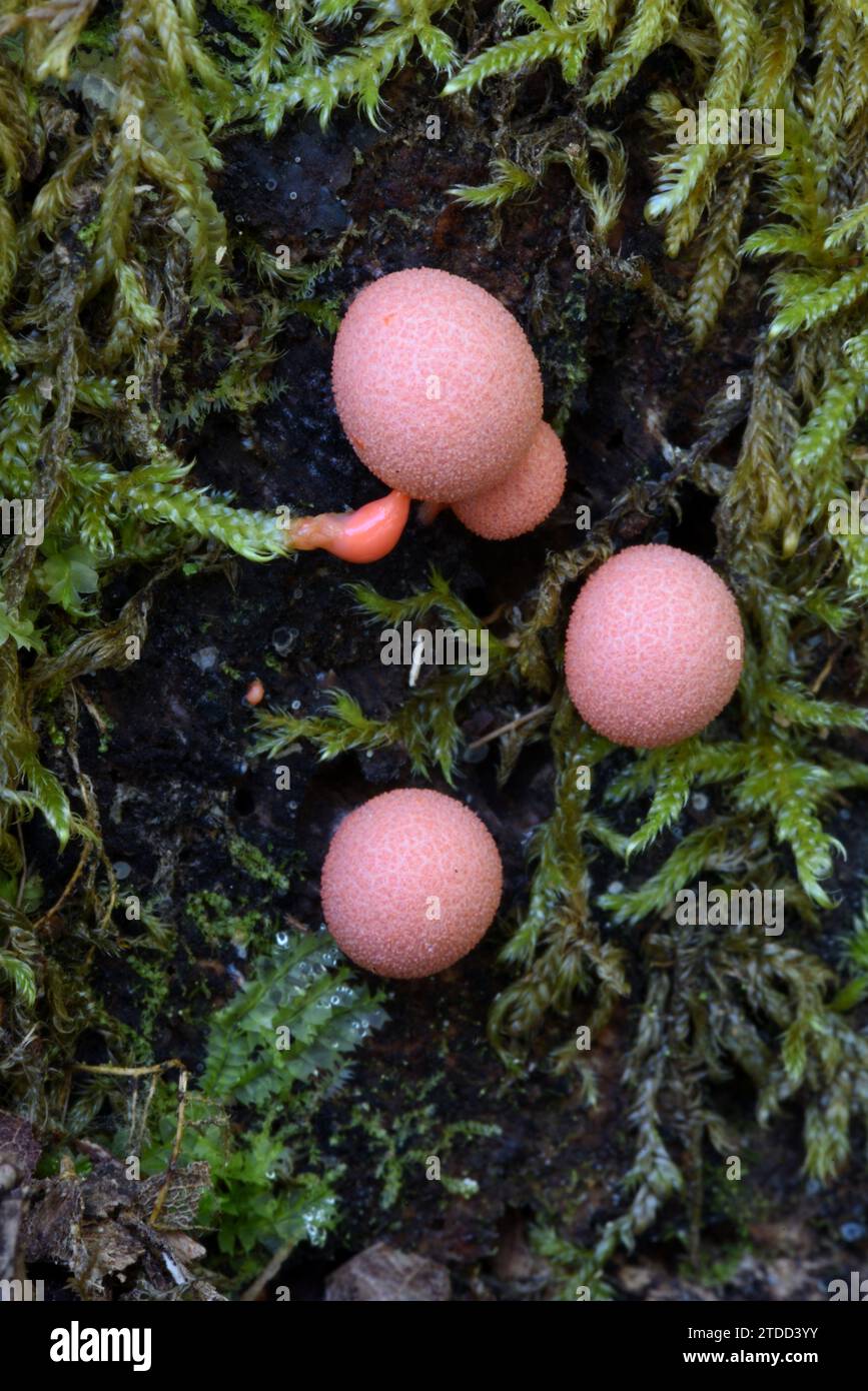 Pink Lycogala Epidendrum Slime Mold oder Schleimform, bekannt als Wolf's Milk oder Groening's Slime wächst mit Moos auf verrottendem Baumstamm Stockfoto