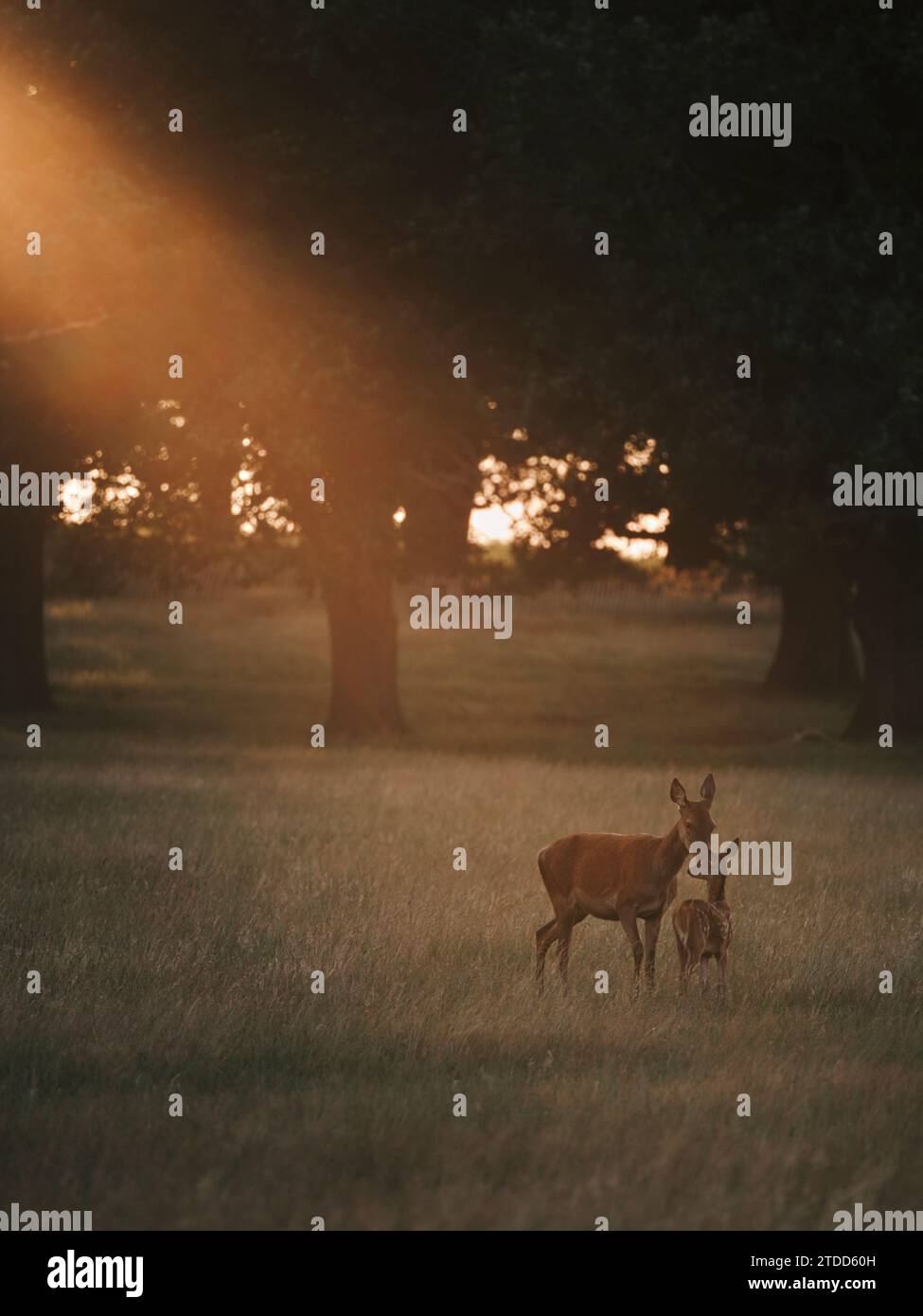 Eine wunderschöne Szene im Richmond Park, Großbritannien, VERZAUBERTE Bilder der atemberaubenden Gewässer und der reichen Tierwelt des Richmond Parks wurden letzte Woche bis in die letzte Nacht aufgenommen Stockfoto