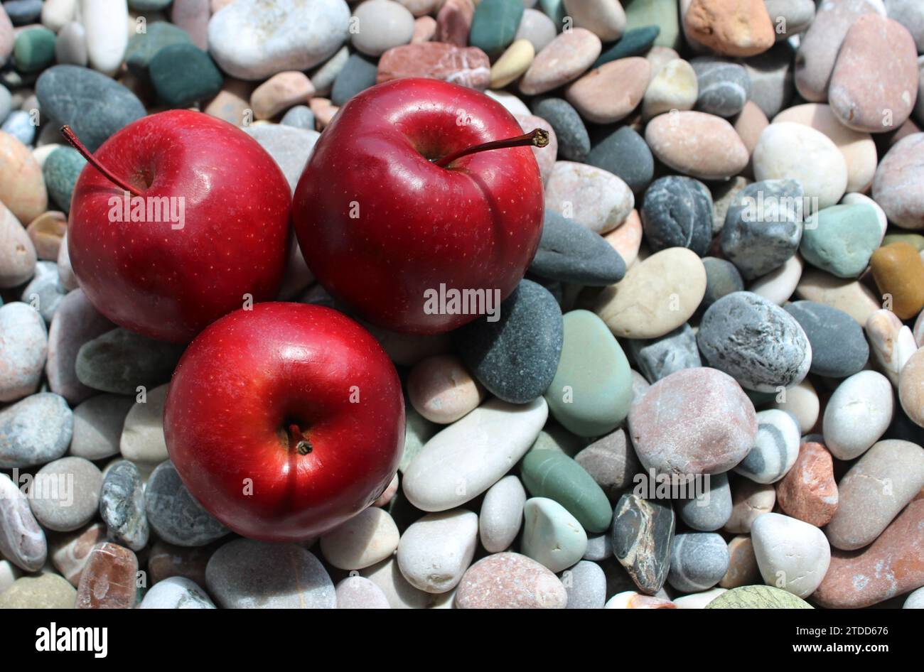 Das Sonnenlicht beleuchtet drei saftig rote Äpfel auf farbigen Steinen in einem Side of Image Konzept für Design oder Dekoration Stockfoto