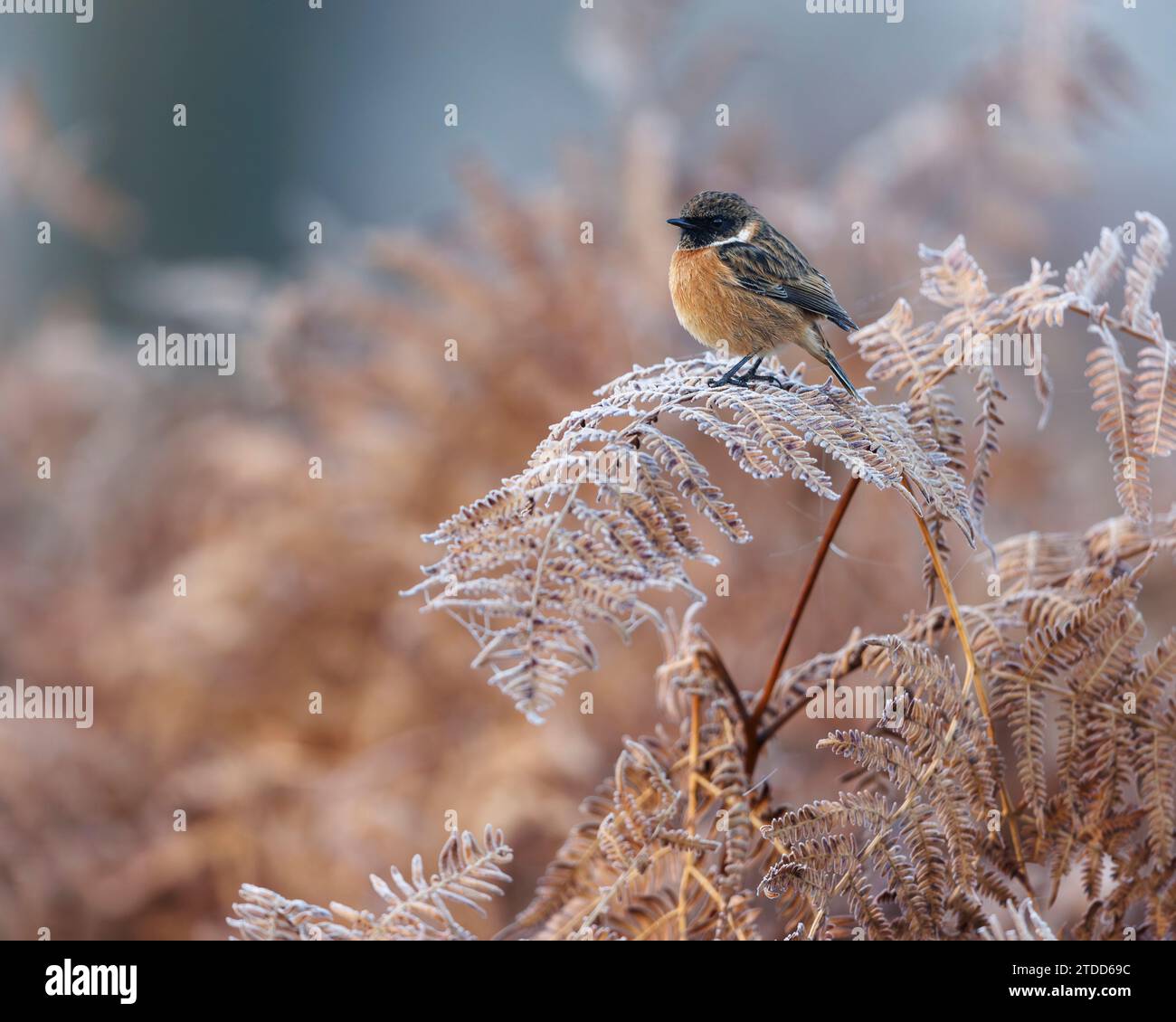 Stonechat Bird UK ZAUBERHAFTE Bilder von Richmond Park's atemberaubenden Gewässern und der reichen Tierwelt wurden letzte Woche bis zum 14. Dezember aufgenommen. Stockfoto