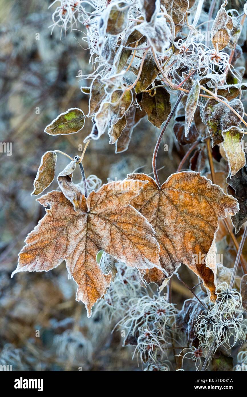 Winter, Gefallener Ahorn, Blätter, Raureif, getrocknet, Blatt, Eis, Winter Stockfoto