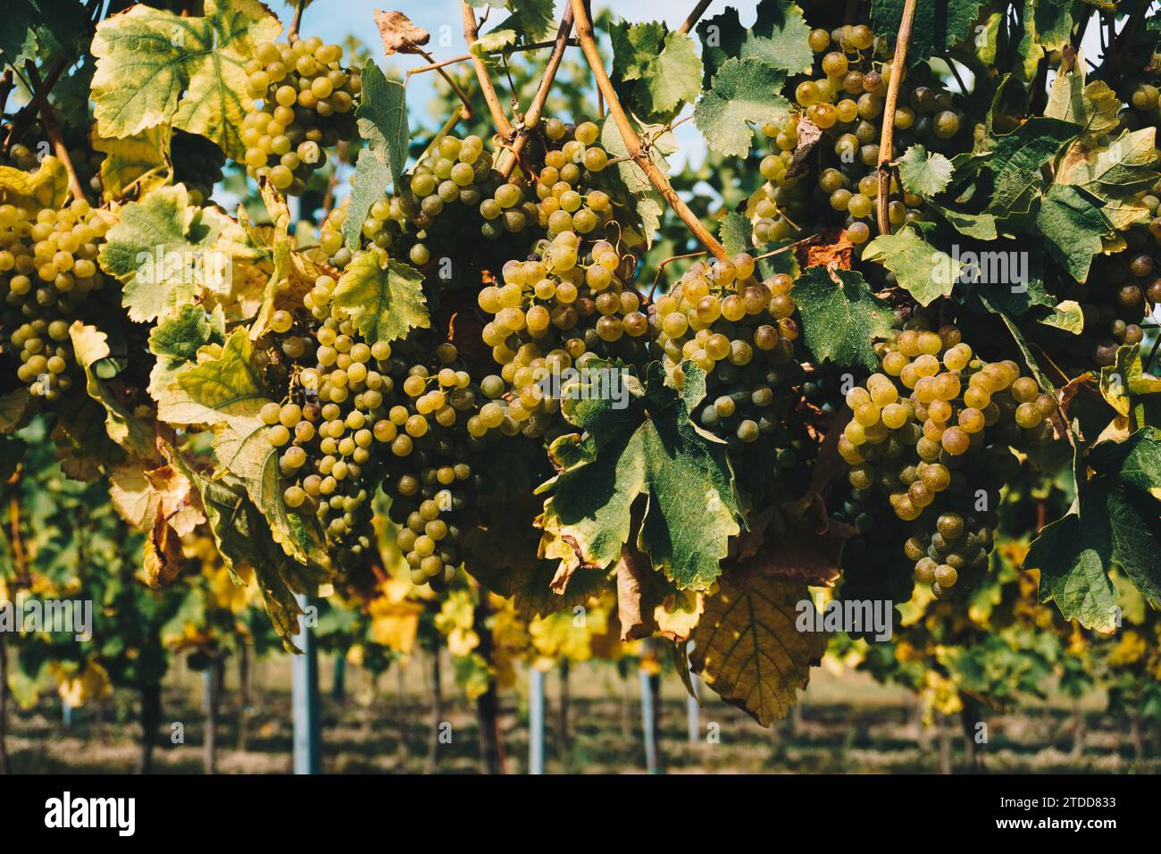 Weißweintrauben in den Weinbergen. Natürliche Pflanzen in der Erntezeit. Stockfoto