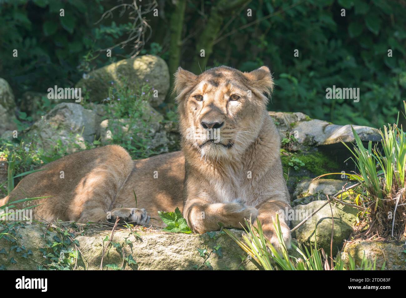 Weibliche asiatische Löwe (Panthera leo persica) Bristol Zoological Gardens. August 2019. Stockfoto
