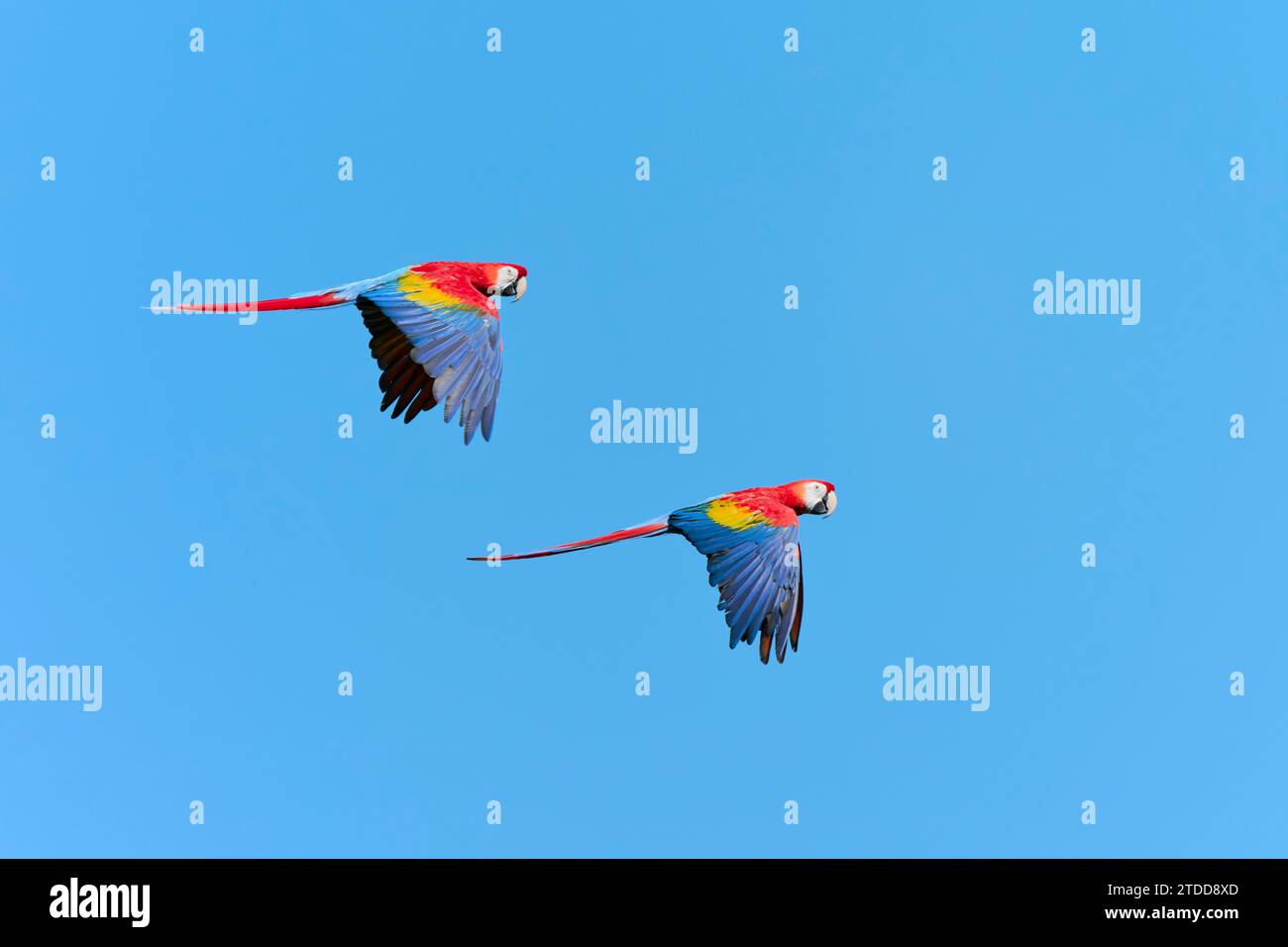 Scharlachara im Flug, Ara macao, Scharlach-Ara im Flug Stockfoto