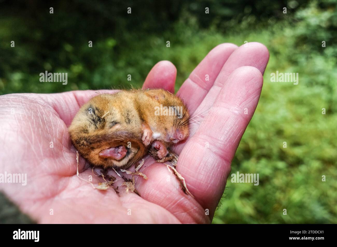 Haselnussschläfer (Muscardinus avellanarius) zu Überwachungszwecken in der Hand gehalten. Fownhope Herefordshire Vereinigtes Königreich. Juli 2023 Stockfoto