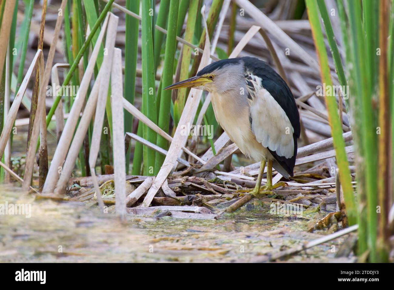 Zwergdommel Ixobrychus Minutus, Zwergdommel Stockfoto