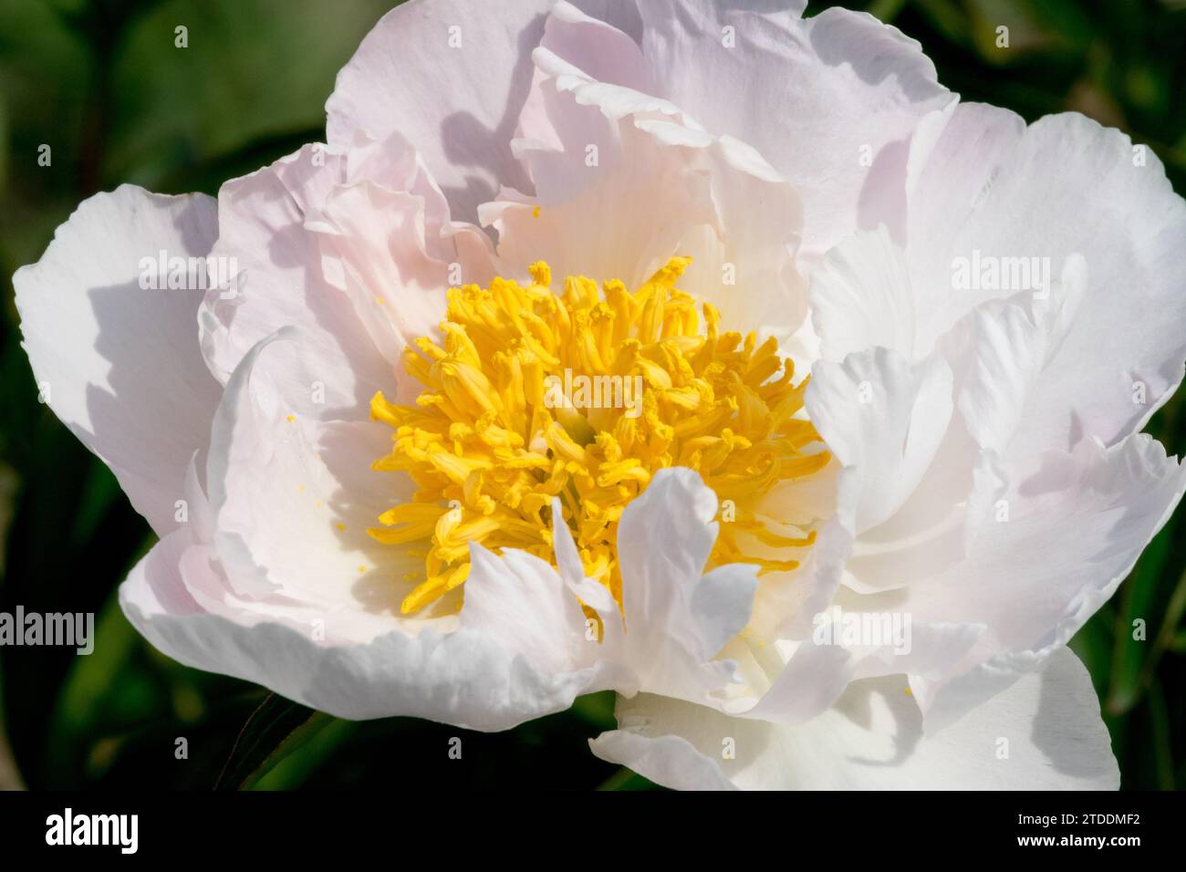 Weiße Pfingstrosenblüte Paeonia „Krinkled White“, zart rosa Blütenblätter Stockfoto