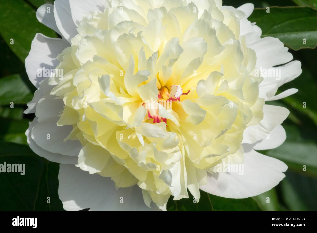 Weiße Pfingstrosenblüte Paeonia „Formosa“ Gelbton Stockfoto