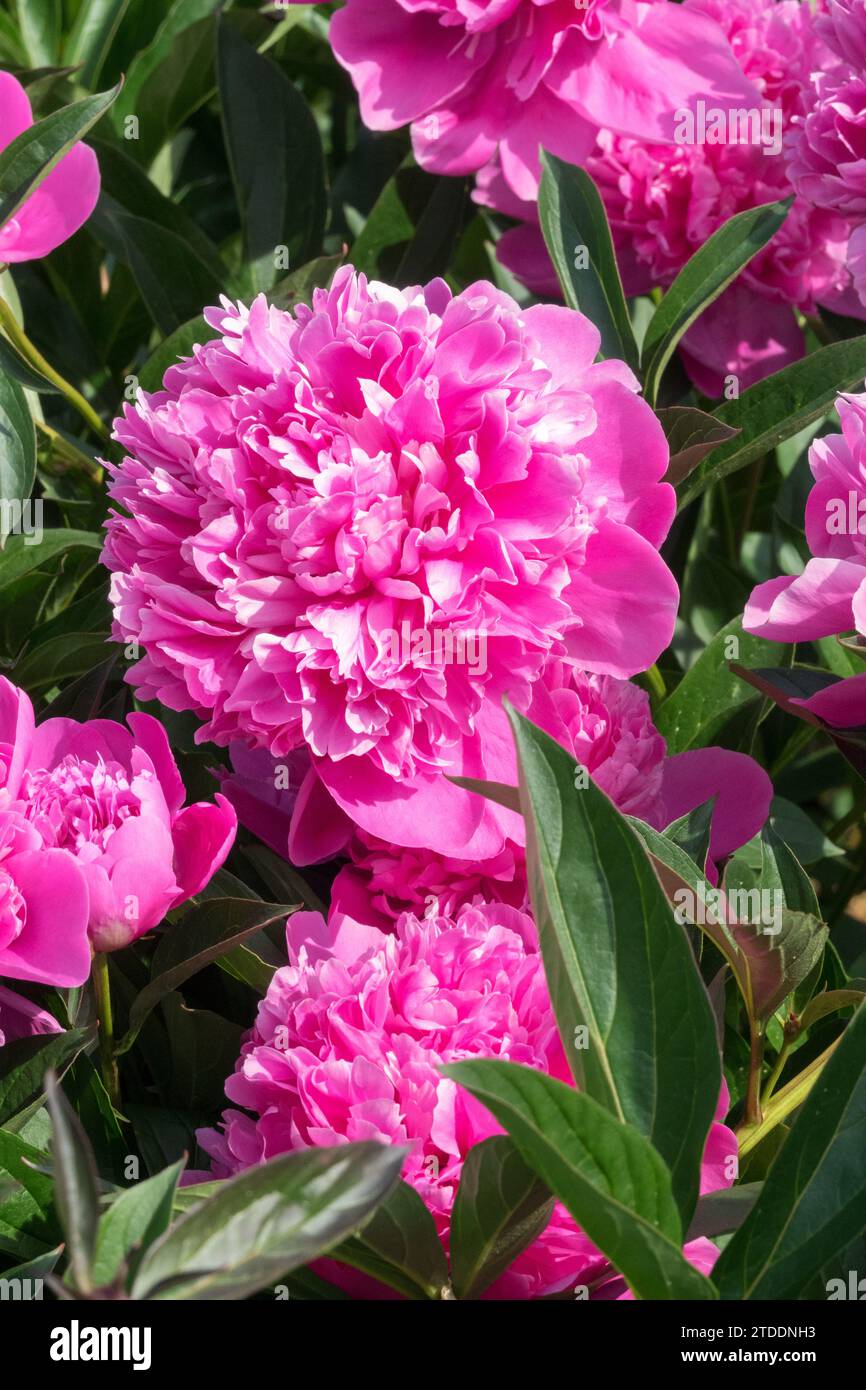 Rosa, Pflanzen, blühende Pflanzen im Garten, Paeonia lactiflora „Blue Bird“ Stockfoto