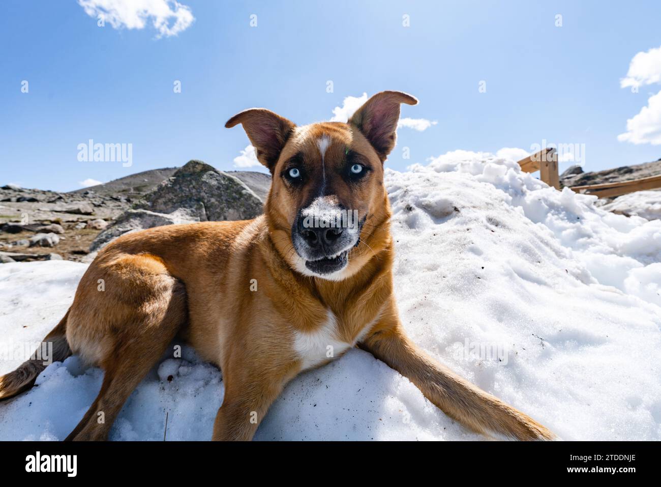 Der wunderschöne Hund genießt alpinen Schnee auf dem Gipfel des Whistlers Mountain Stockfoto