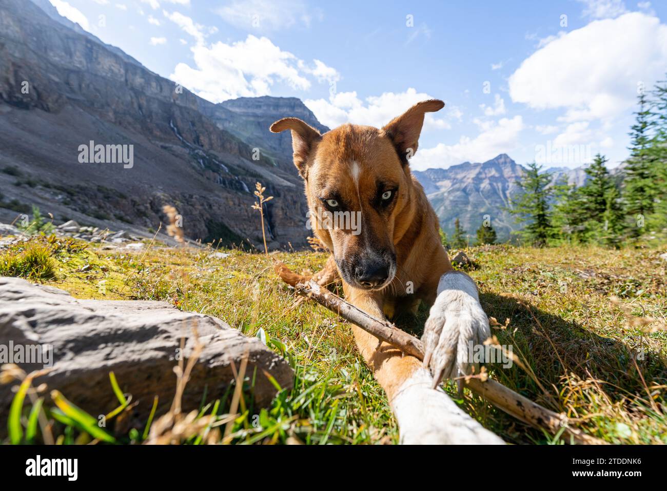 Wunderschöne Hundewanderung In Der Wunderschönen Berglandschaft Stockfoto