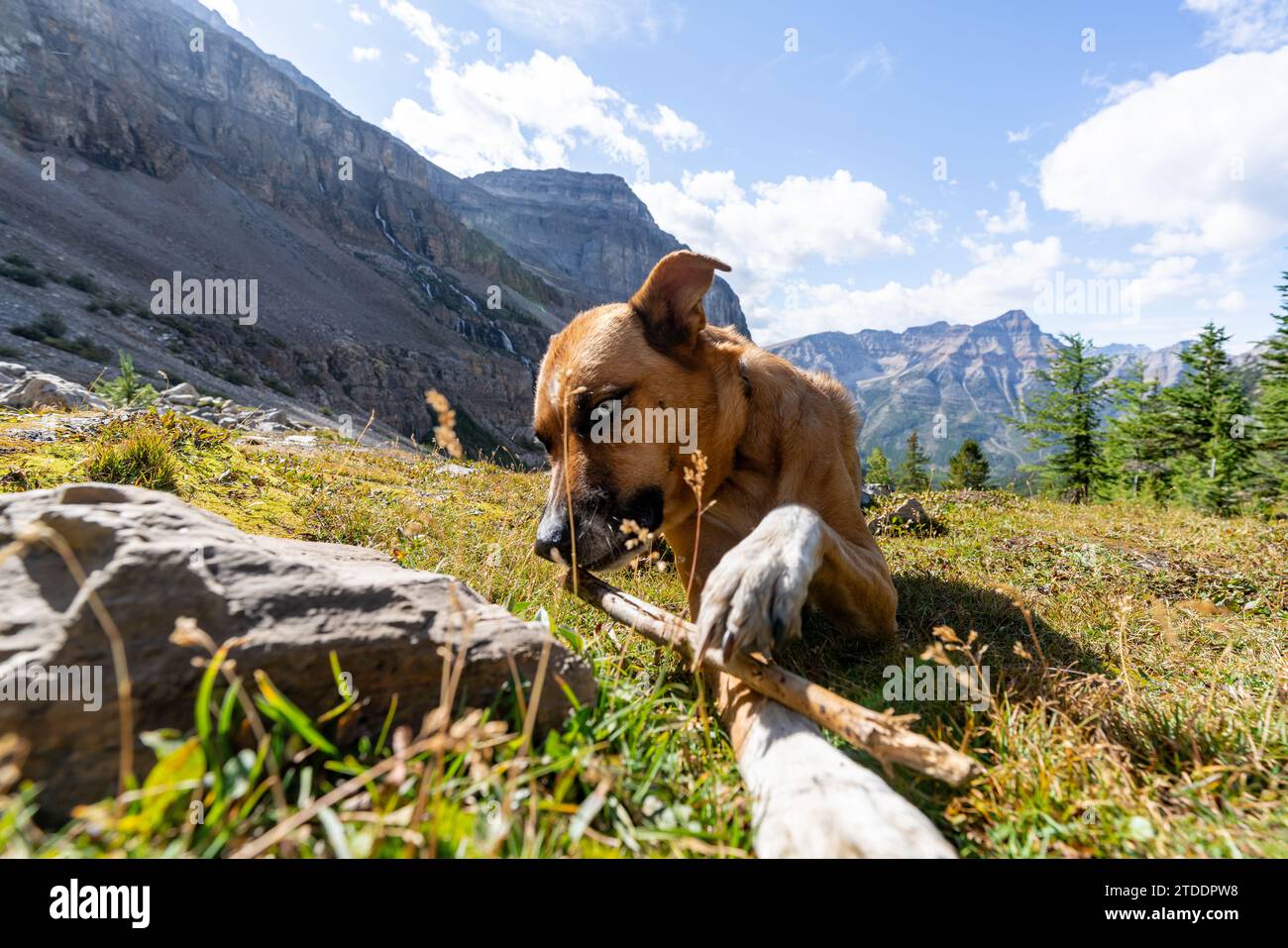 Dog Genießt Stick In Den Atemberaubenden Kanadischen Rocky Mountains Stockfoto