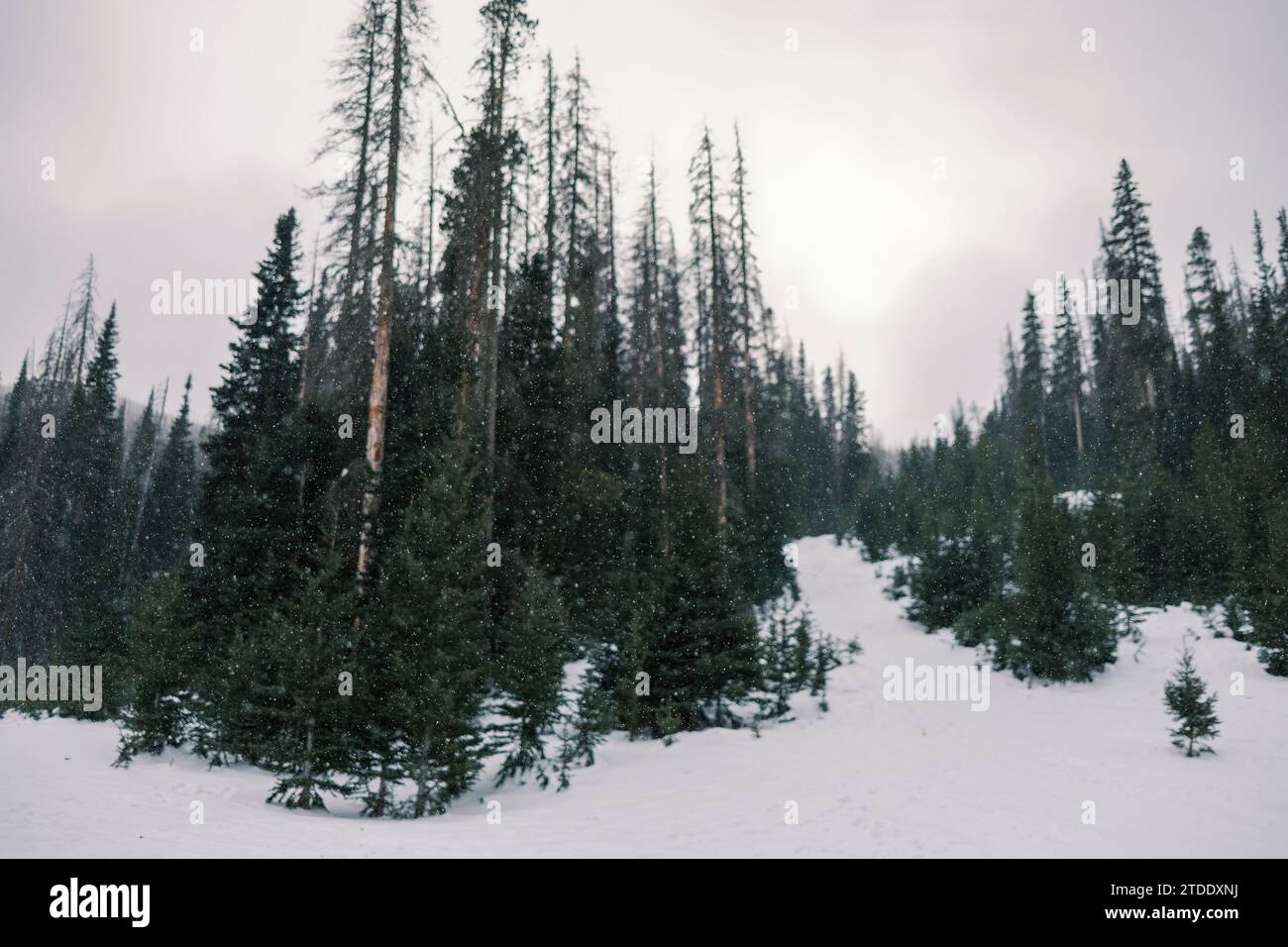 Ruhige Waldlandschaft in Colorado Stockfoto