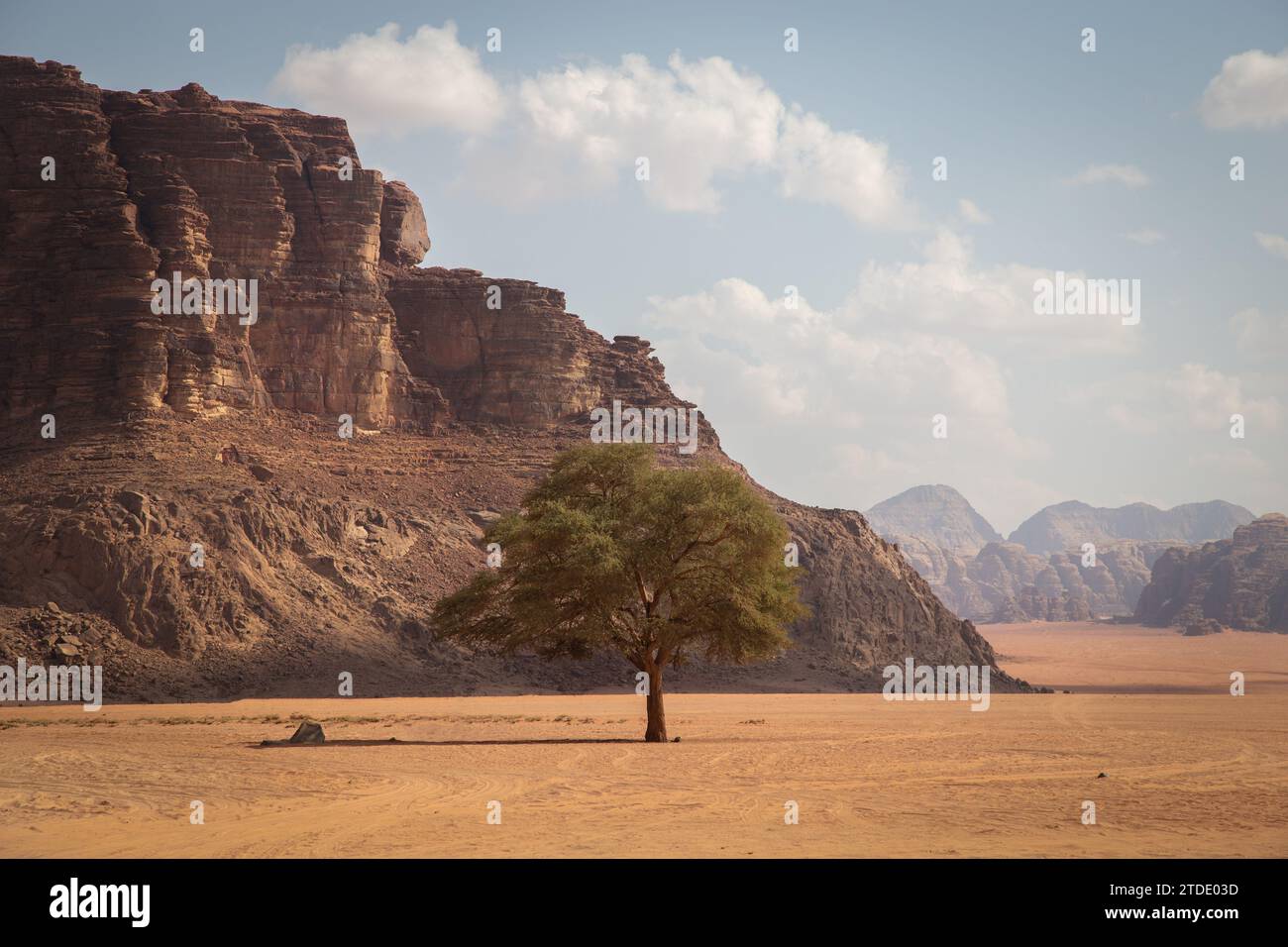 Einzelner Baum mitten in der Wüstenebene von Wadi Rum, Jordanien Stockfoto