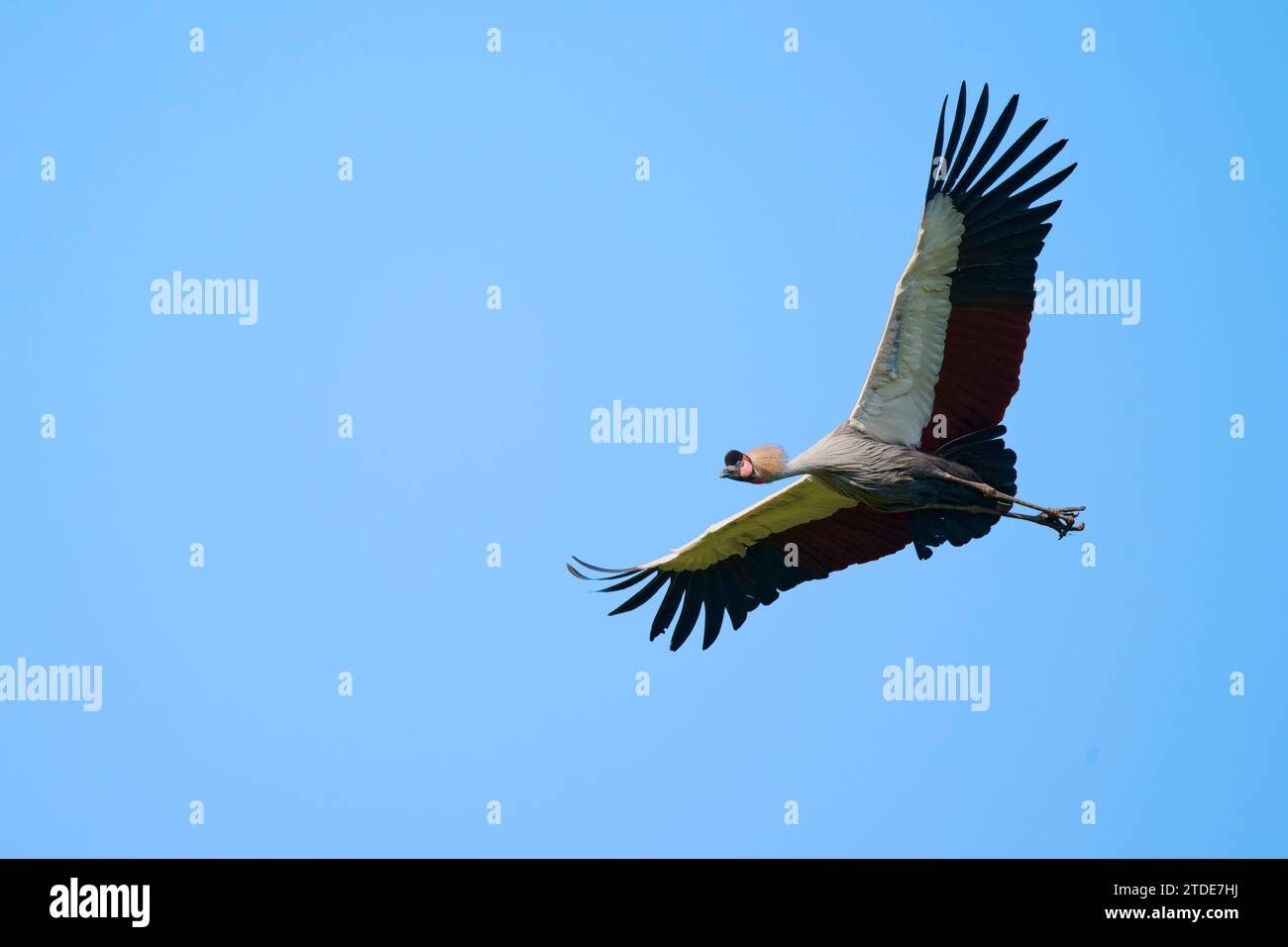 Kronenkranich, Balearica Pavonina, Schwarzer gekrönter Kran Stockfoto