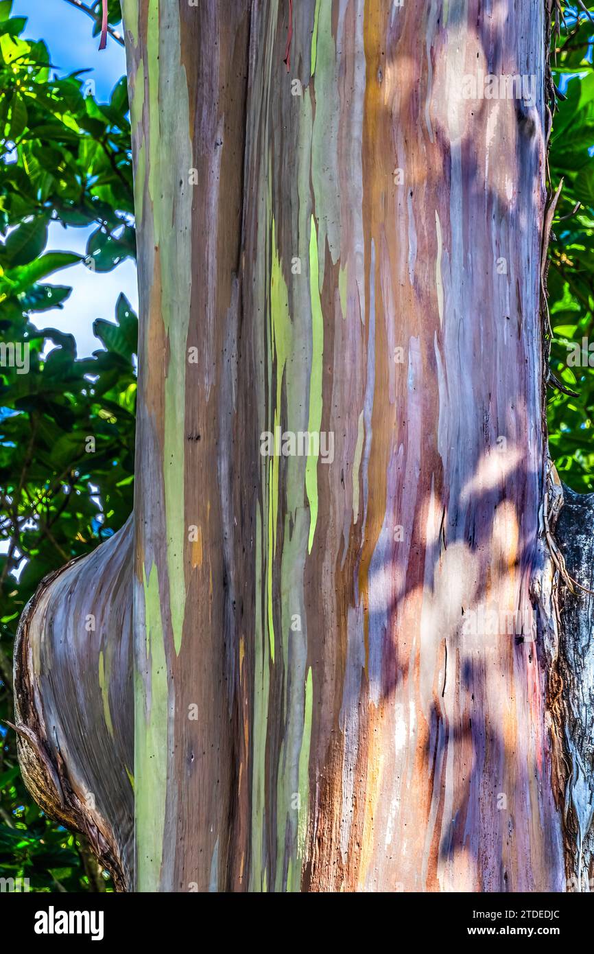 Farbenfroher Eukalyptus-Gum-Baum Honolulu Hawaii Stockfoto