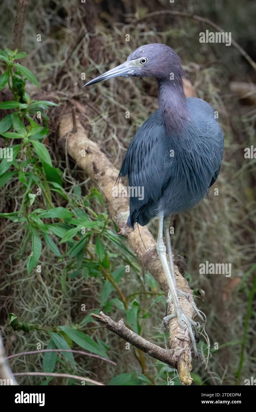 Der kleine Blaureiher sitzt auf einem Holzstamm Stockfoto