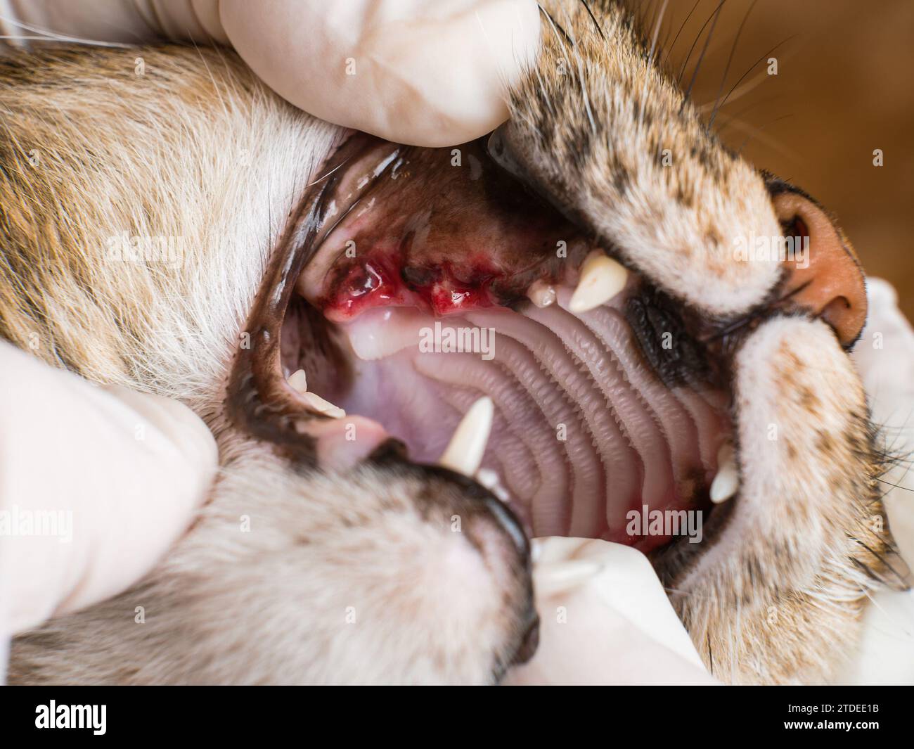 Untersuchung des Heilungsprozesses des Zahnfleisches im Katzenmund am zweiten Tag nach Entfernung verfaulter, kranker Zähne Stockfoto