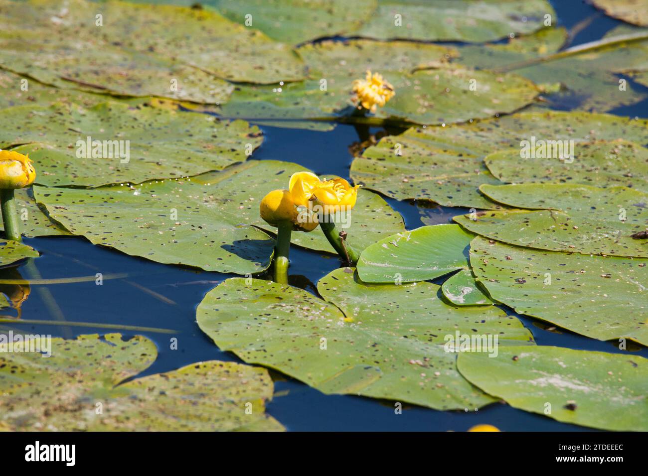 GELBE WASSERLILIE Nuphar lutea ist eine Wasserpflanze Stockfoto