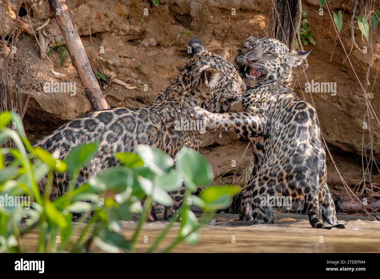 Verspielte jaguar Jungen BRASILIEN COMIC Bilder von zwei jaguar Jungen, die einen playfight genossen und sich das Wasser abschütteln, wurden im Dschungel von BRASILIEN festgehalten Stockfoto