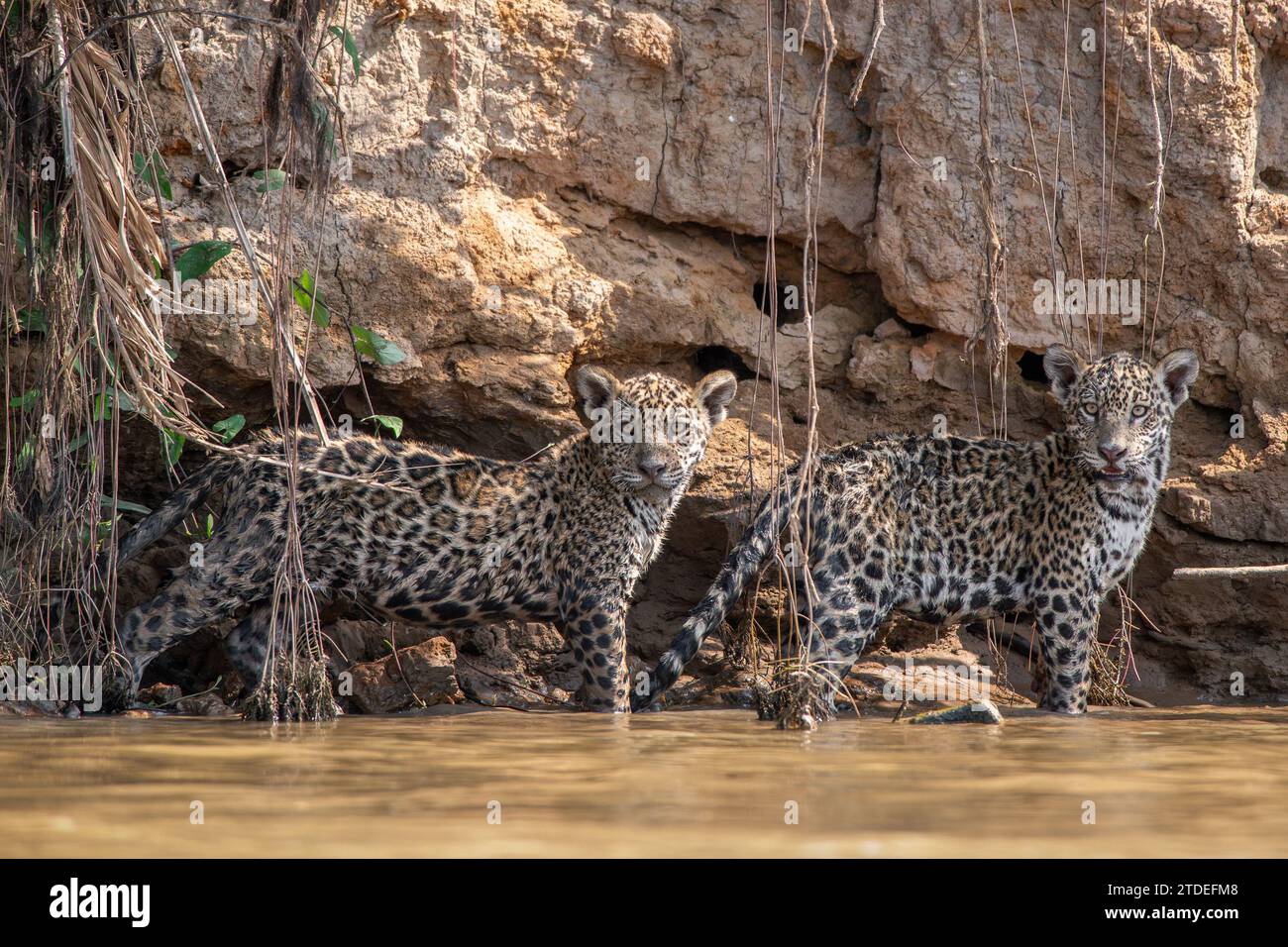 Jaguar-Jungen in BRASILIEN KOMISCHE Bilder von zwei jaguar-Jungen, die einen playfight genossen und sich das Wasser abschütteln, wurden im Dschungel von Brazi festgehalten Stockfoto