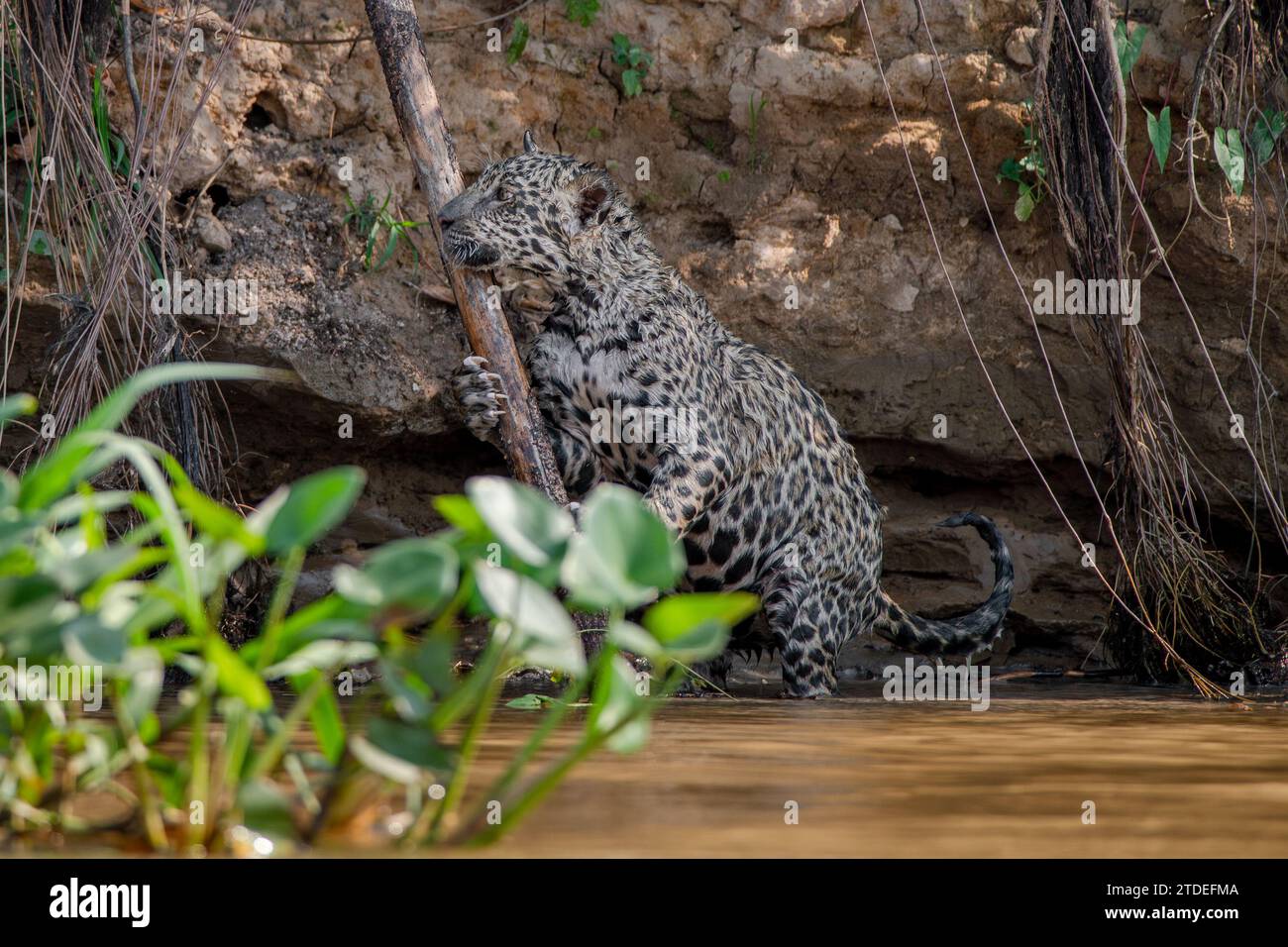 Jaguar Junge, die an einer Baumwurzel KNABBERN BRASILIEN KOMISCHE Bilder von zwei jaguar Jungen, die einen playfight genießen und das Wasser selbst abschütteln, wurden aufgenommen Stockfoto