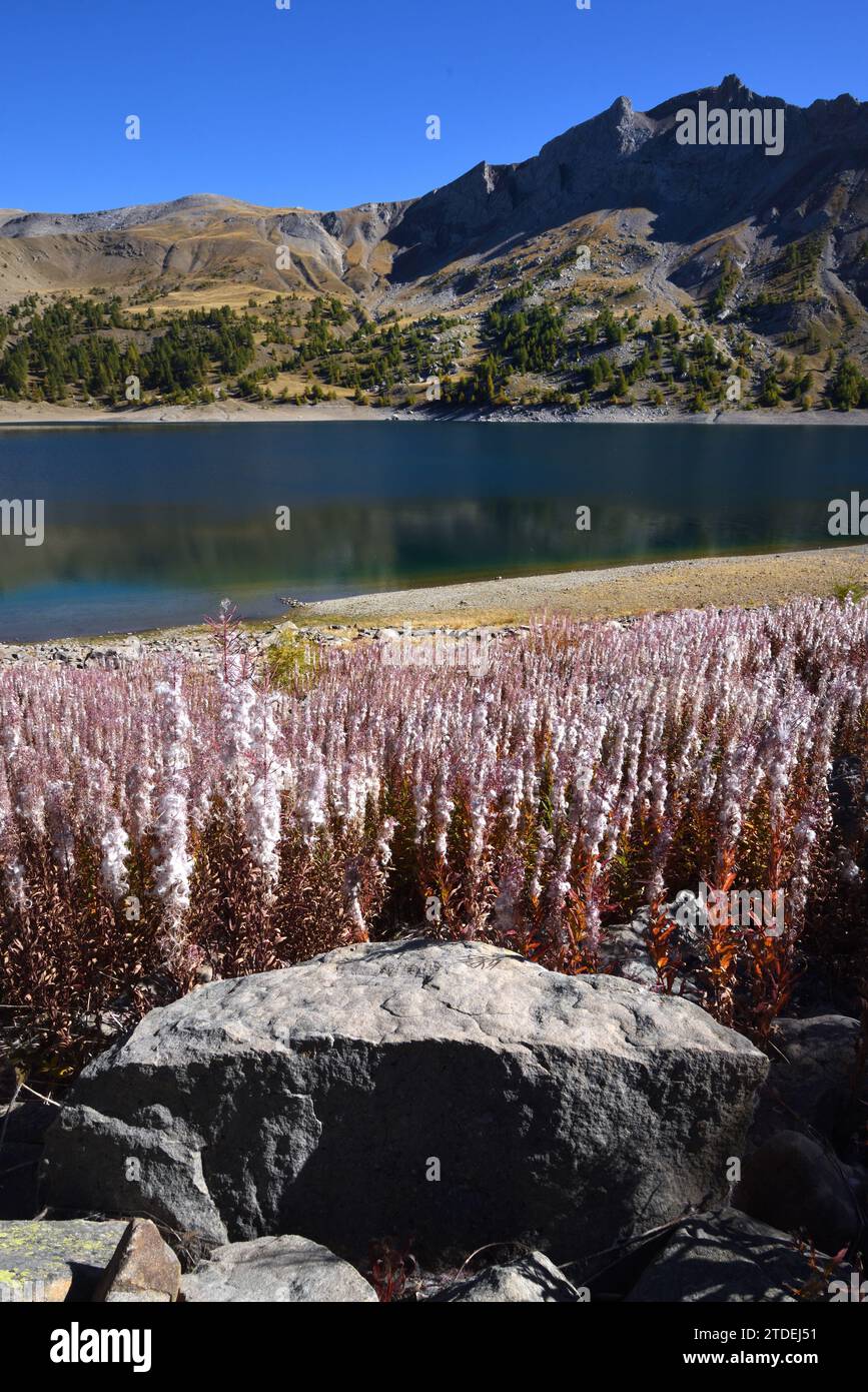 Massen von Saatgut Rosebay Willowherb oder Fireweed, Chamaenerion angustifolium, mit Samenkapseln und Baumwoll Samen am Ufer des Allos Lake France Stockfoto