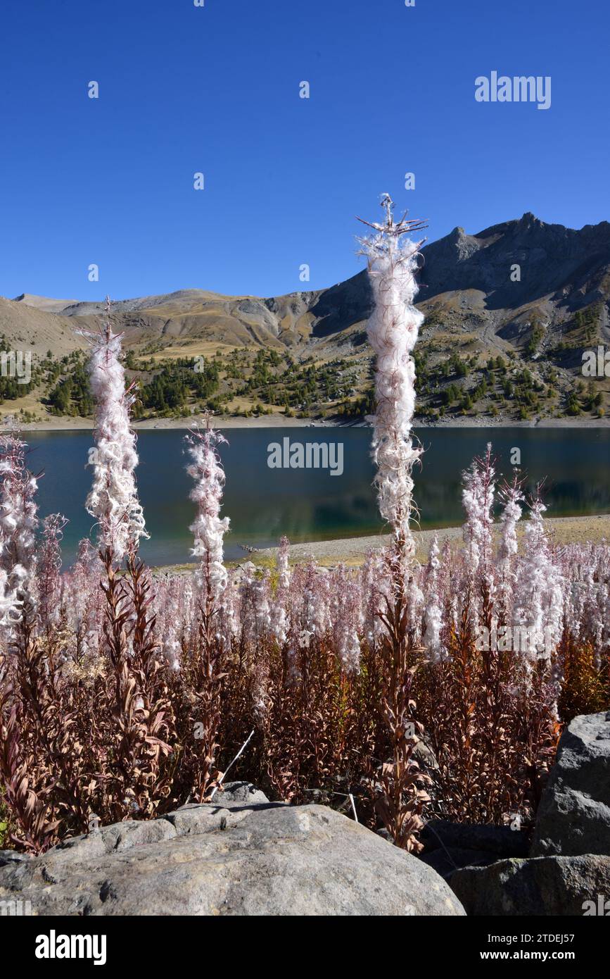 Massen von Saatgut Rosebay Willowherb oder Fireweed, Chamaenerion angustifolium, mit Samenkapseln und Baumwoll Samen am Ufer des Allos Lake France Stockfoto