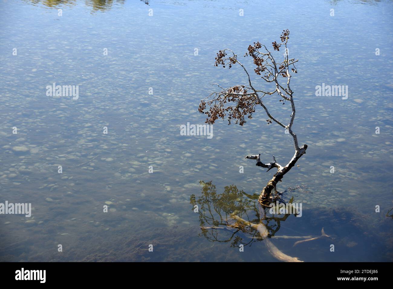 Untergetauchter Jungweidenbaum wächst im Verdon River bei Vinon-sur-Verdon Stockfoto