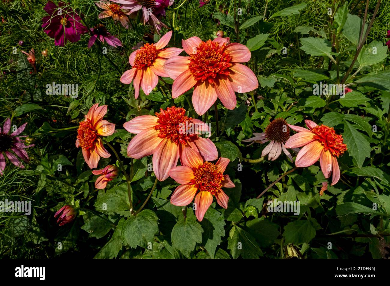 Nahaufnahme von Anemonen orangen Dahlien 'Totally Tangerine' Blüten blüht im Sommer Grenze England Großbritannien Großbritannien Großbritannien Großbritannien Großbritannien Großbritannien Großbritannien Großbritannien Großbritannien Großbritannien Großbritannien Großbritannien Großbritannien Großbritannien Großbritannien Großbritannien Großbritannien Großbritannien Großbritannien Großbritannien Großbritannien Großbritannien Großbritannien Großbritannien Stockfoto