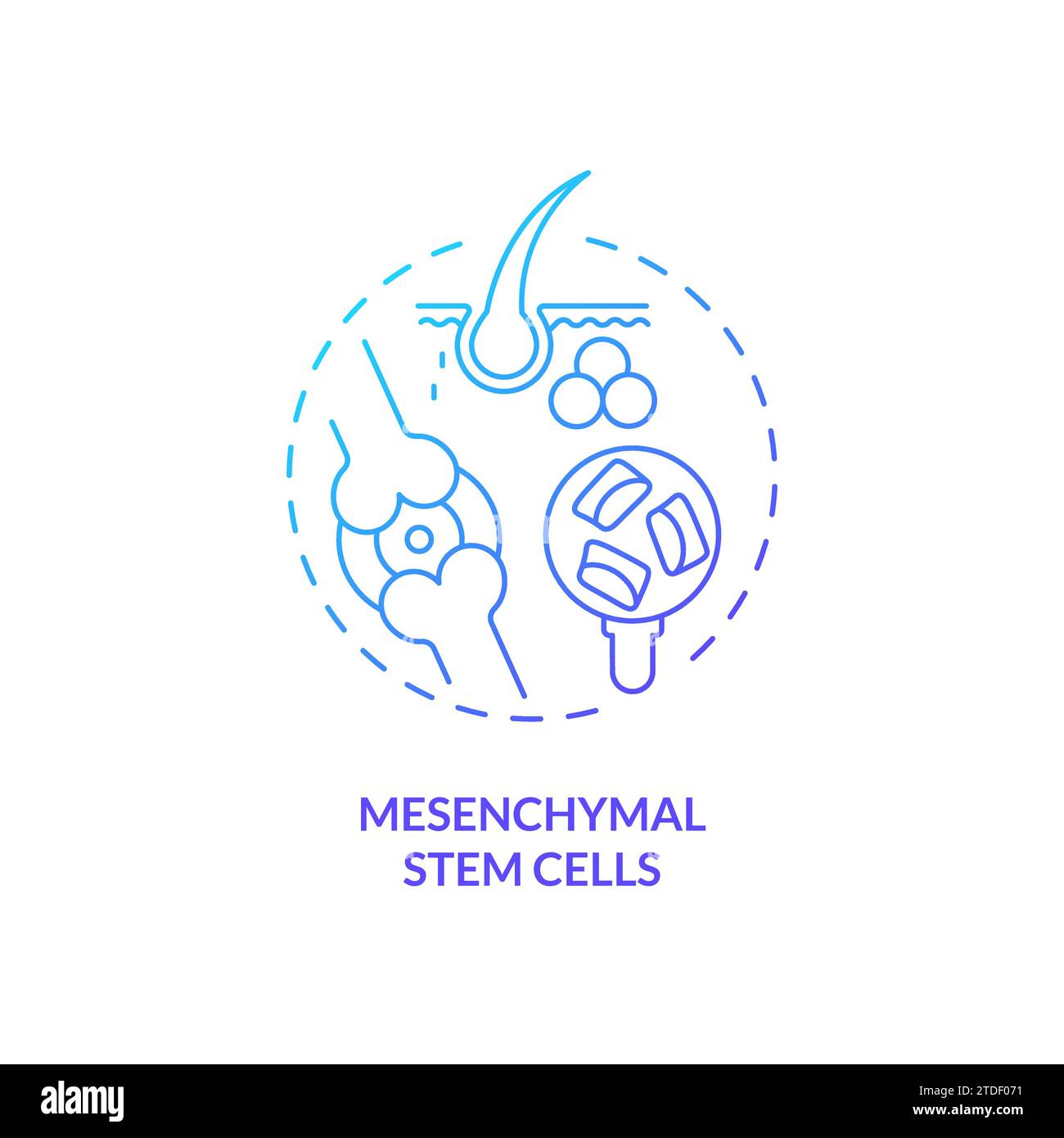 Konzept des Symbols für mesenchymale Stammzellen mit dünnem Linienverlauf Stock Vektor