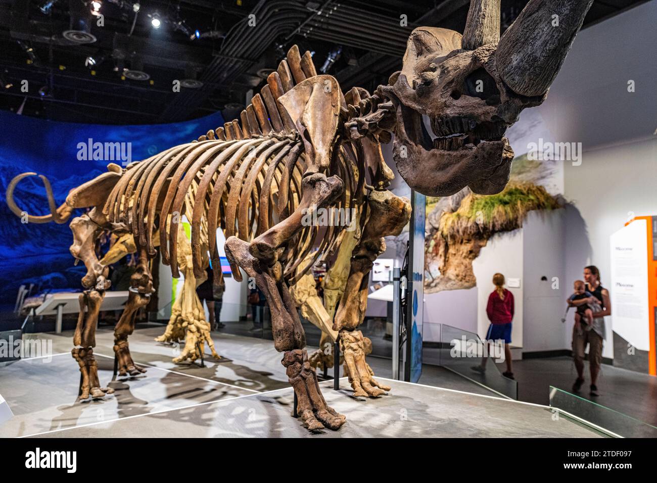 Dinosaurier-Ausstellungen, Royal Tyrrell Museum, Drumheller, Alberta, Kanada, Nordamerika Stockfoto