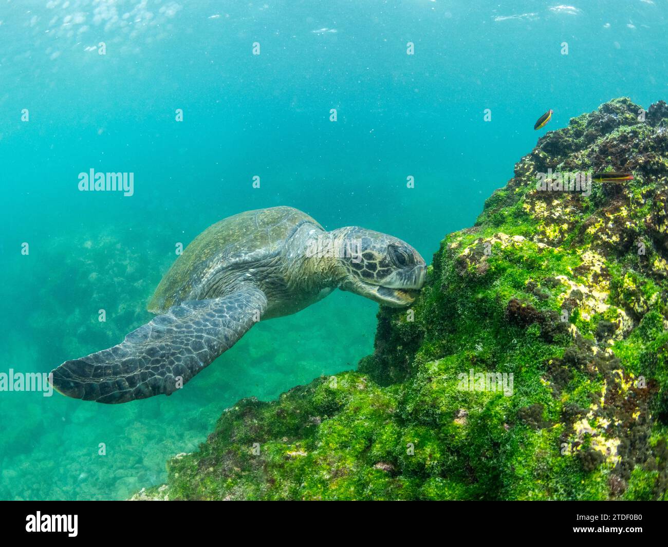 Erwachsene grüne Meeresschildkröte (Chelonia mydas), die Algen in der Nähe von Fernandina Island, Galapagos Inseln, UNESCO-Weltkulturerbe, Ecuador ernährt Stockfoto