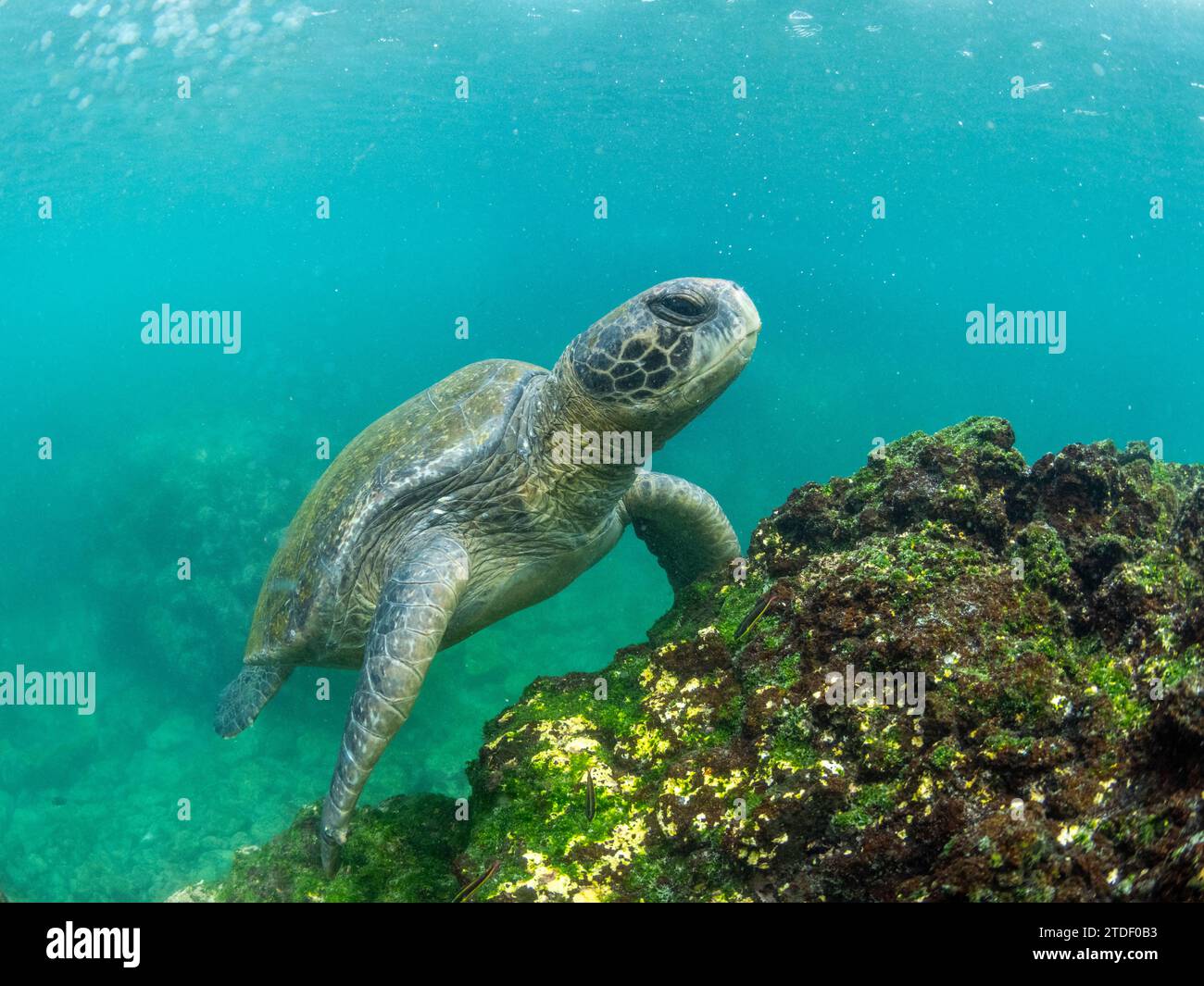 Erwachsene grüne Meeresschildkröte (Chelonia mydas), die Algen in der Nähe von Fernandina Island, Galapagos Inseln, UNESCO-Weltkulturerbe, Ecuador ernährt Stockfoto