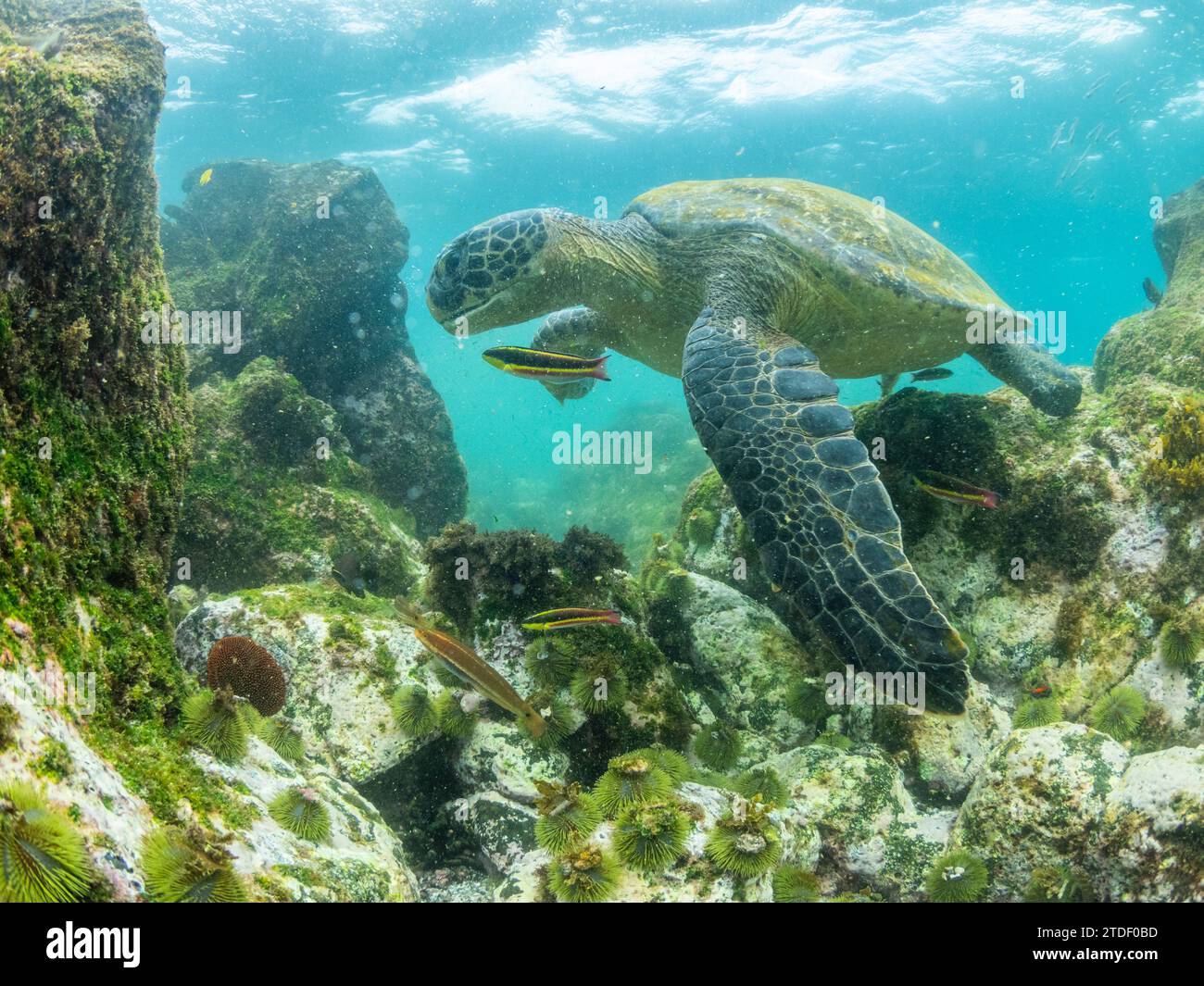 Erwachsene grüne Meeresschildkröte (Chelonia mydas), die Algen in der Nähe von Fernandina Island, Galapagos Inseln, UNESCO-Weltkulturerbe, Ecuador ernährt Stockfoto