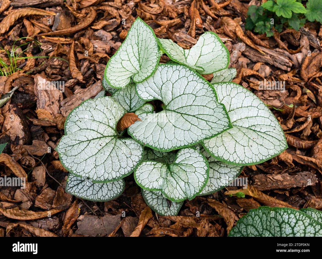 Brunnera auf einem Hintergrund gefallener Herbstkastanienblätter. Brunnera ist eine Gattung von blühenden Pflanzen aus der Familie der Boraginaceae Stockfoto