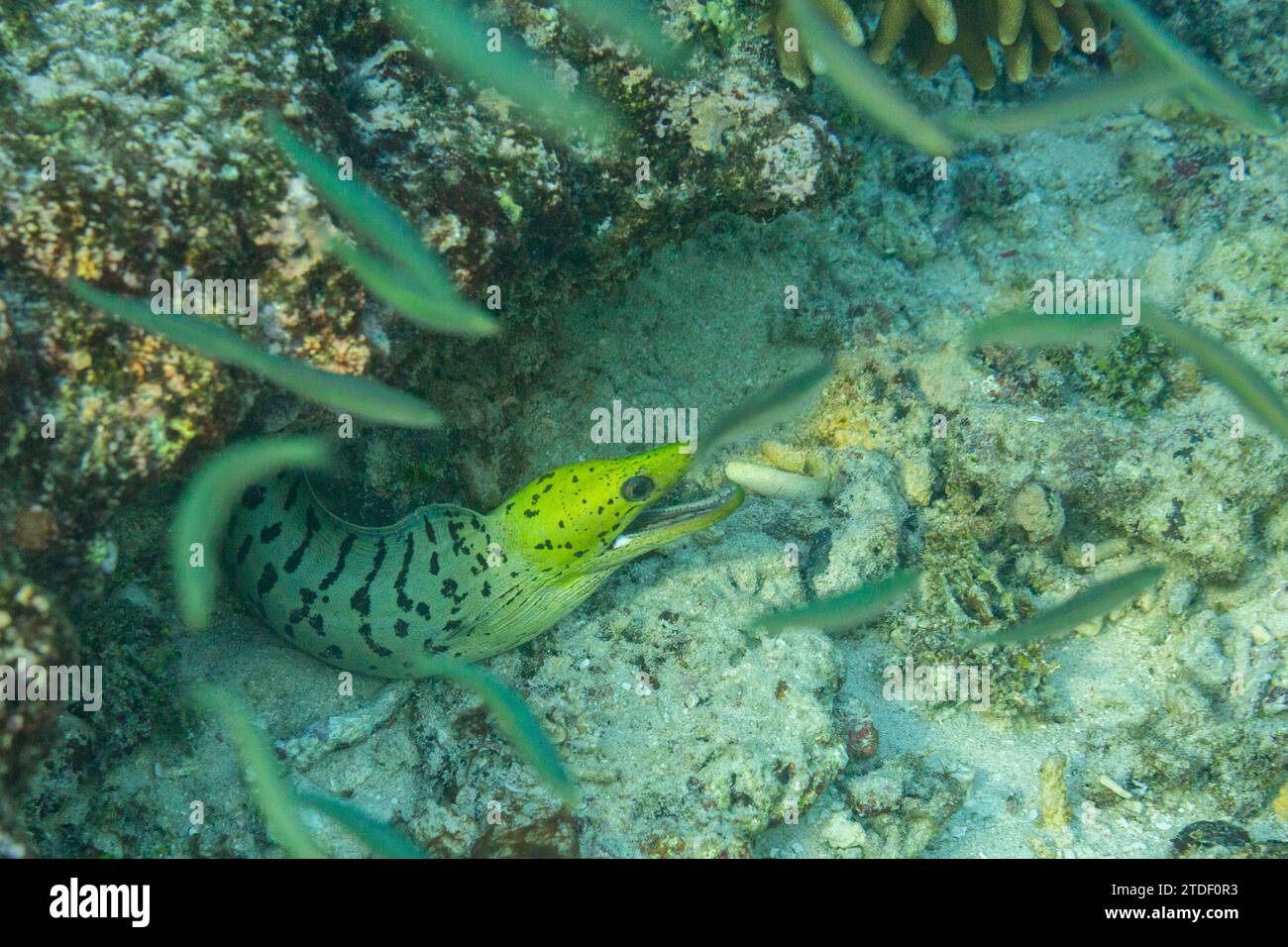 Ein ausgewachsener Muränen mit Fimbrierung (Gymnothorax fimbriatus), umgeben von kleinen Fischen vor Bangka Island, Indonesien, Südostasien, Asien Stockfoto