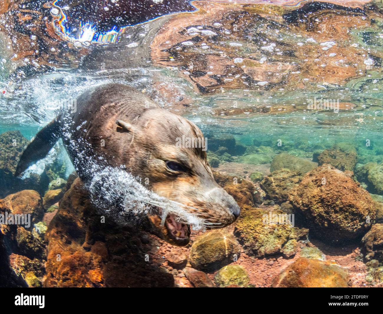 Erwachsener männlicher Galapagos-Seelöwe (Zalophus wollebaeki), Unterwasser auf Santiago Island, Galapagos Inseln, UNESCO-Weltkulturerbe, Ecuador Stockfoto